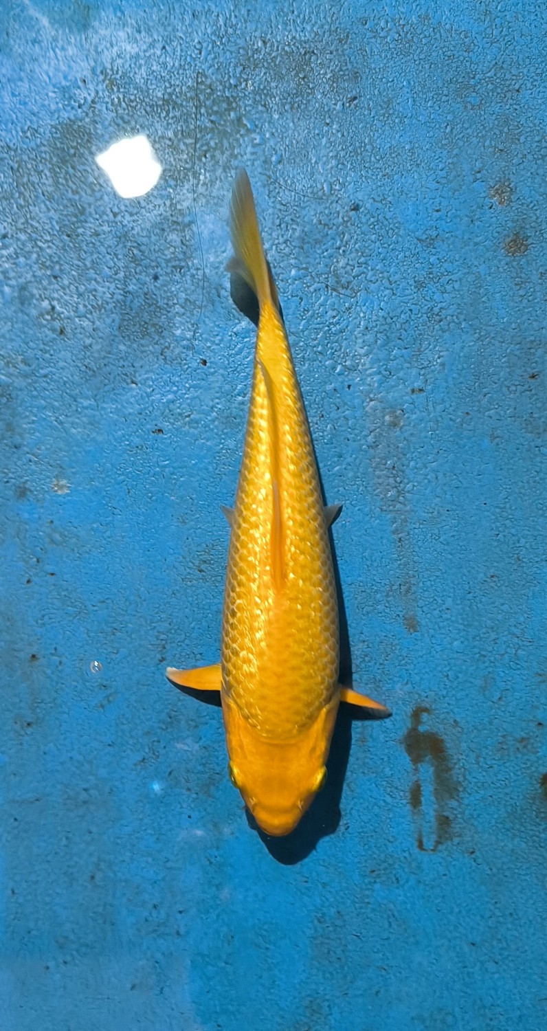 Juara 1