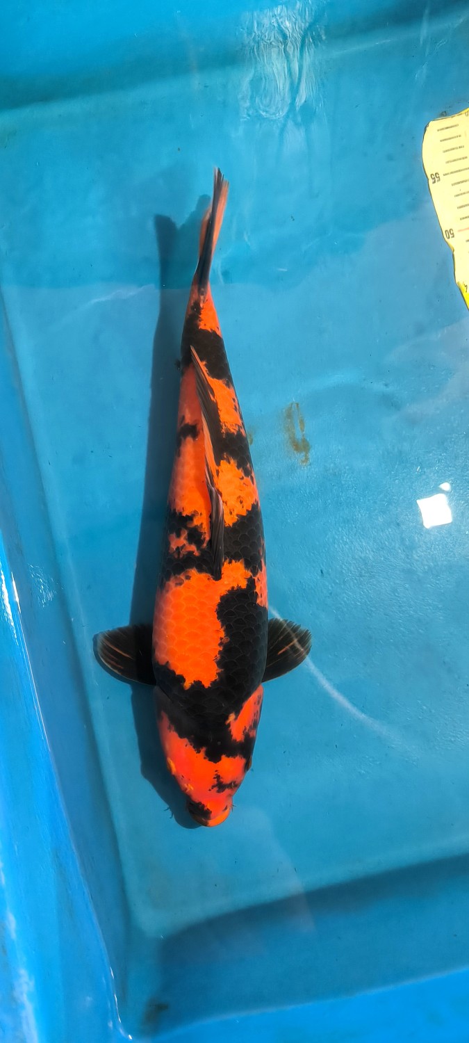 D. Cempaka Prize 46 - 50 cm