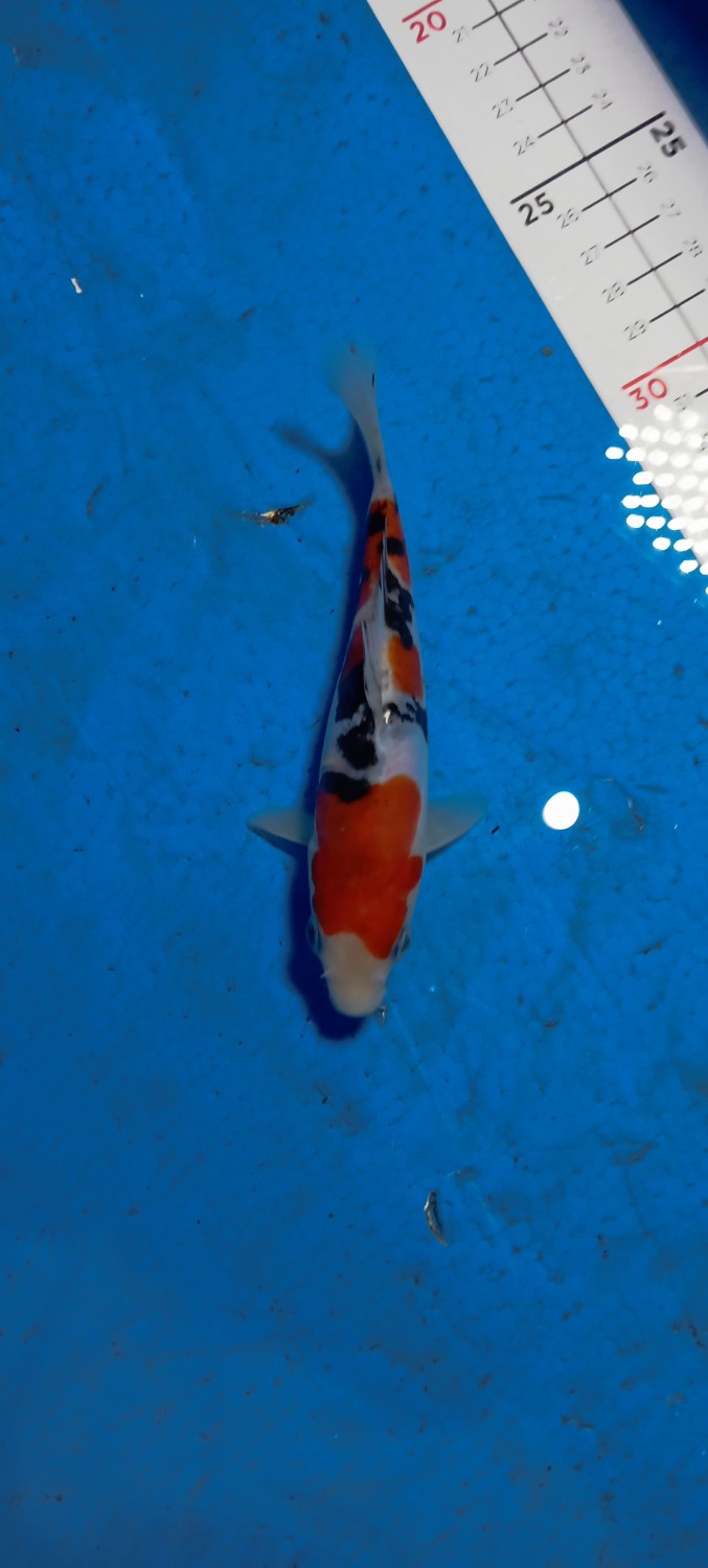 Ikan Koi Doitsu A
