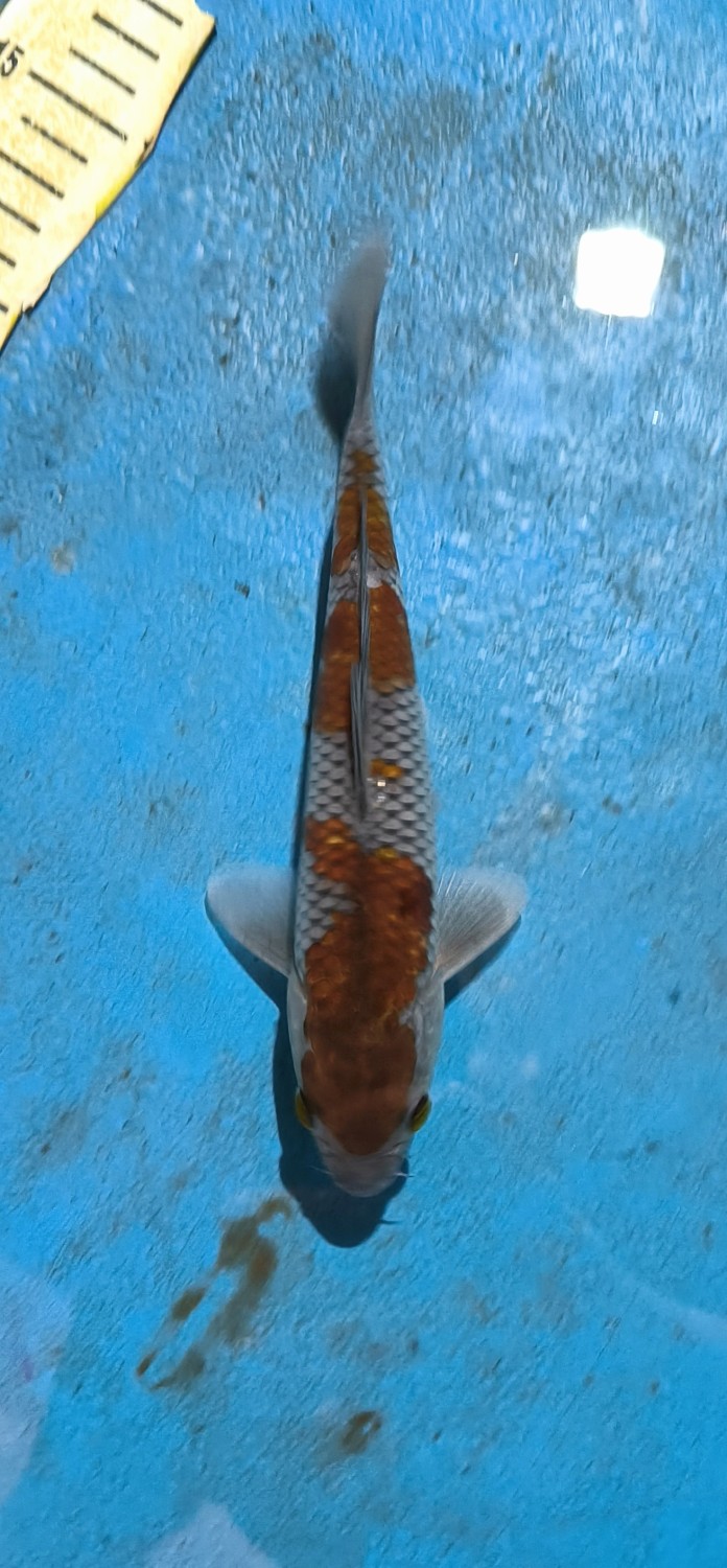 Juara 1