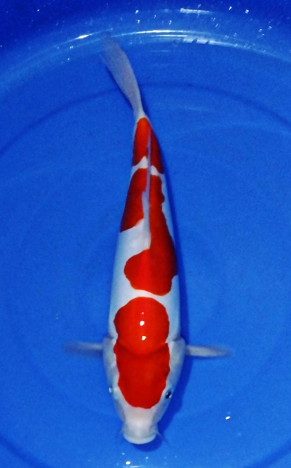 Juara 1
