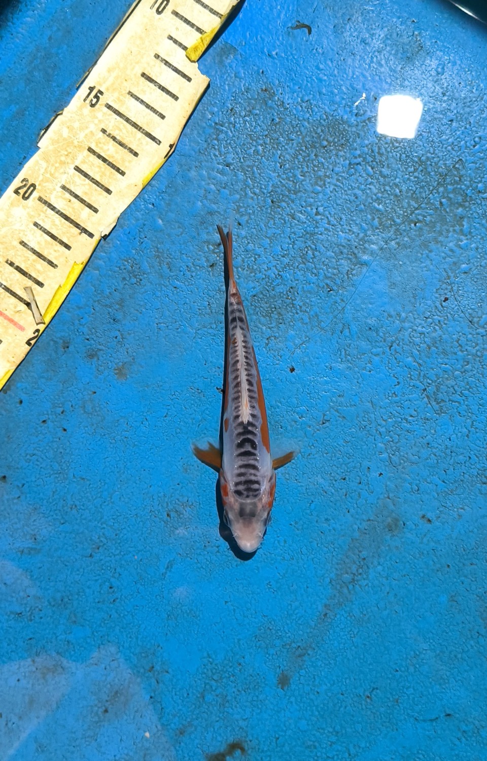 D. Cempaka Prize 13 - 15 cm