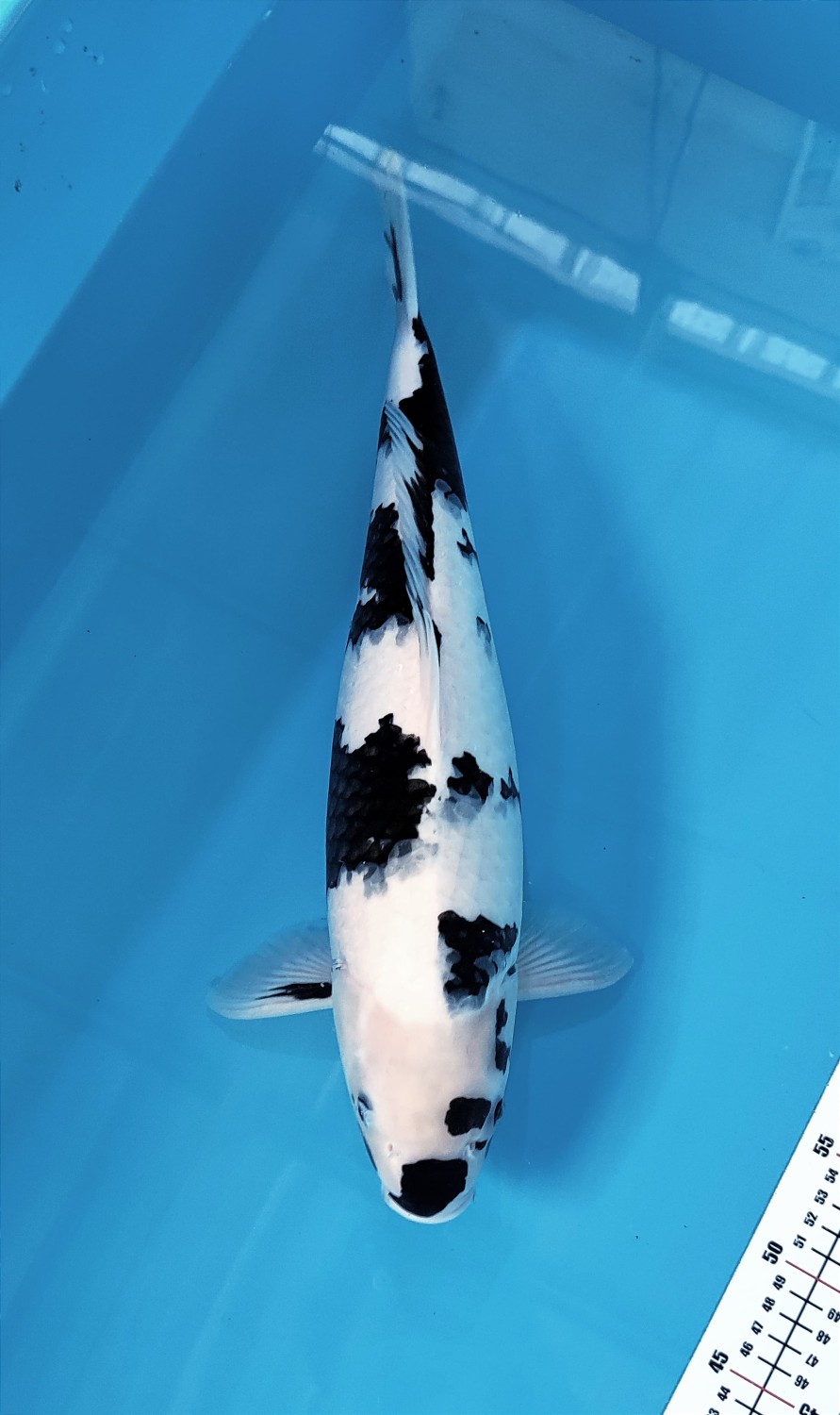 Best In Size F 46 - 50 cm