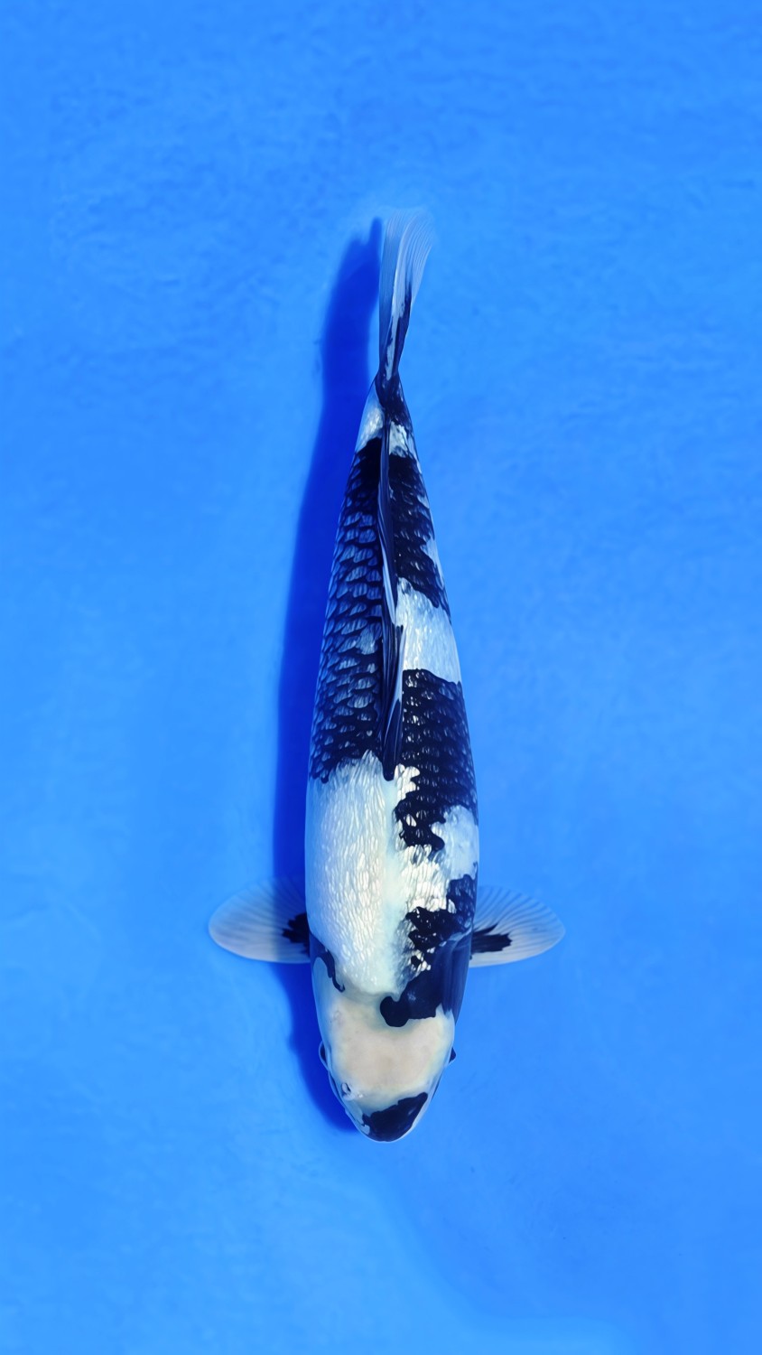 Best In Size C 26 - 30 cm