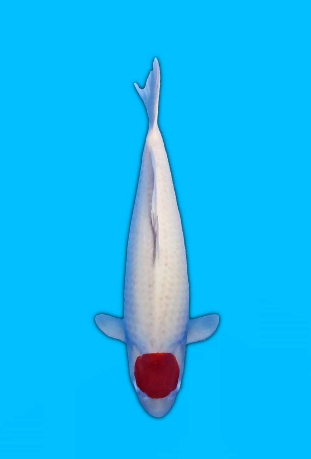Best In Size C 51 - 55 cm