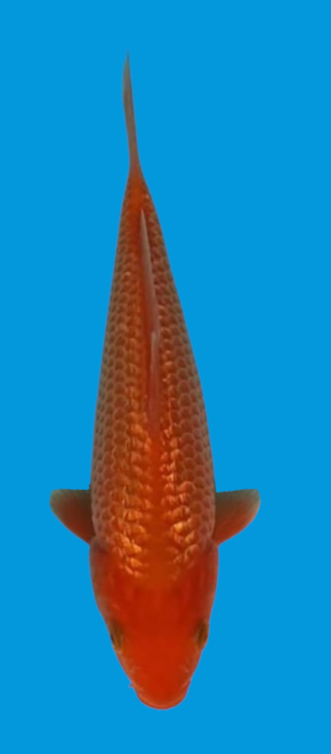 Best In Size E 13 - 15 cm