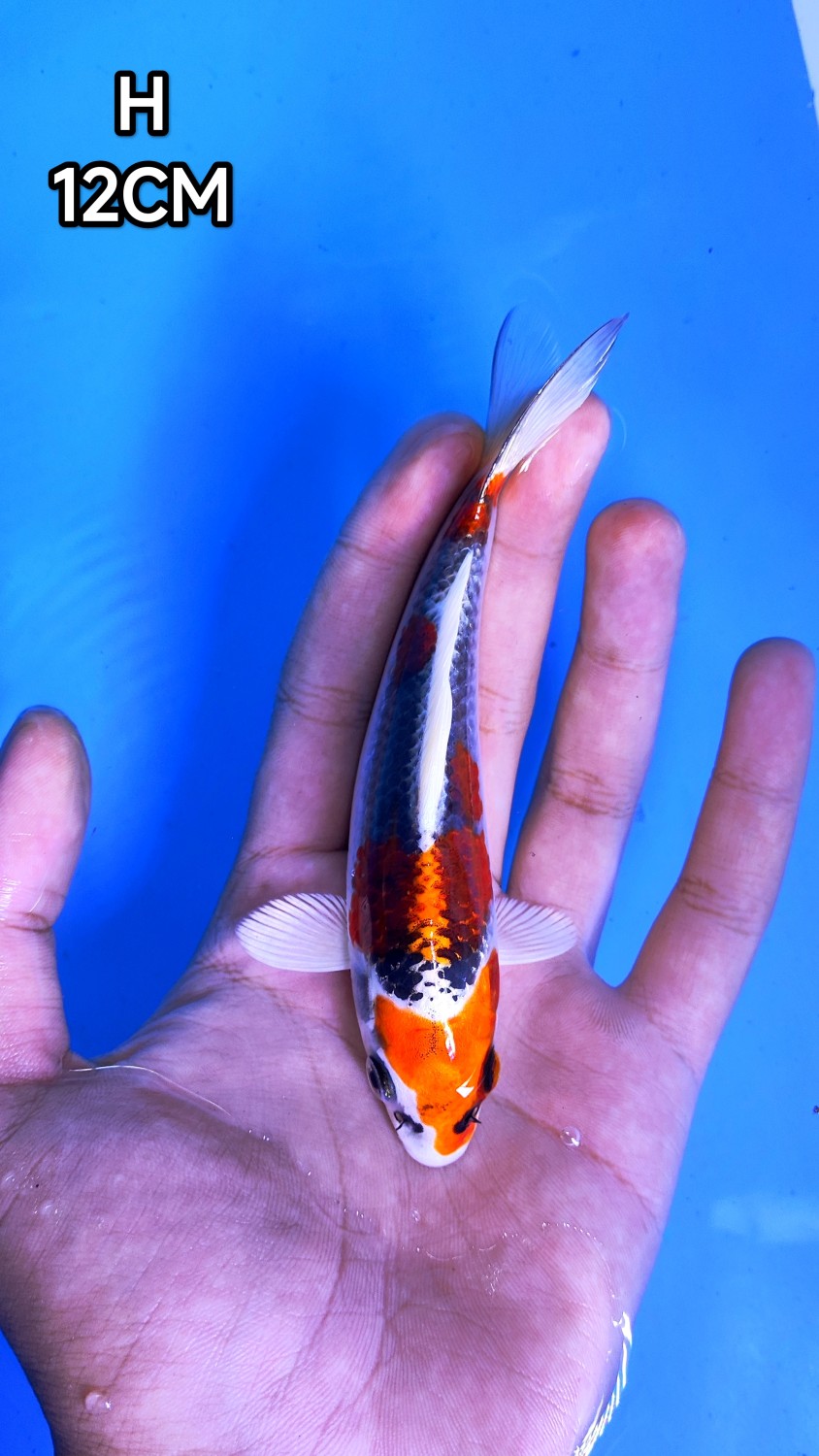Juara 2