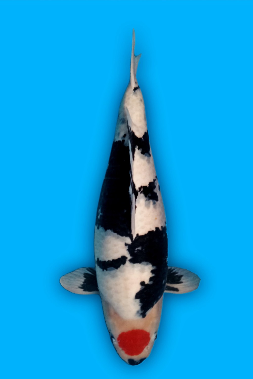 Juara 2