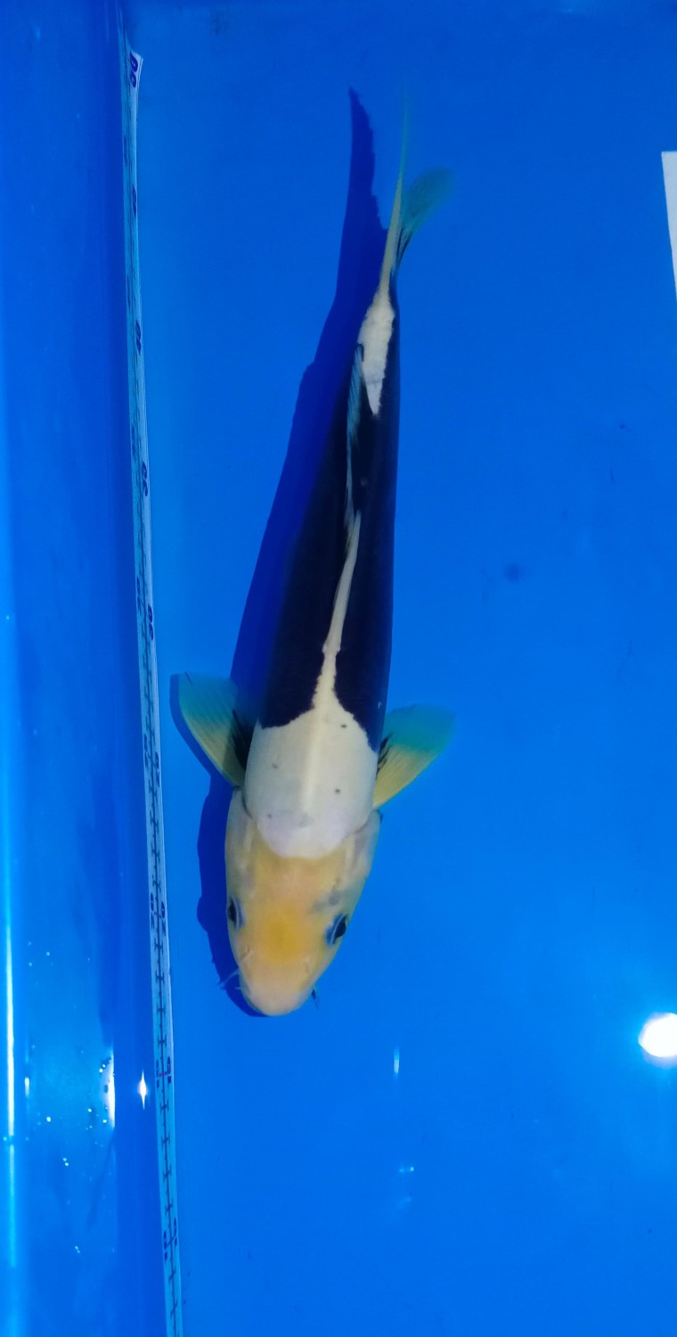 Juara 4