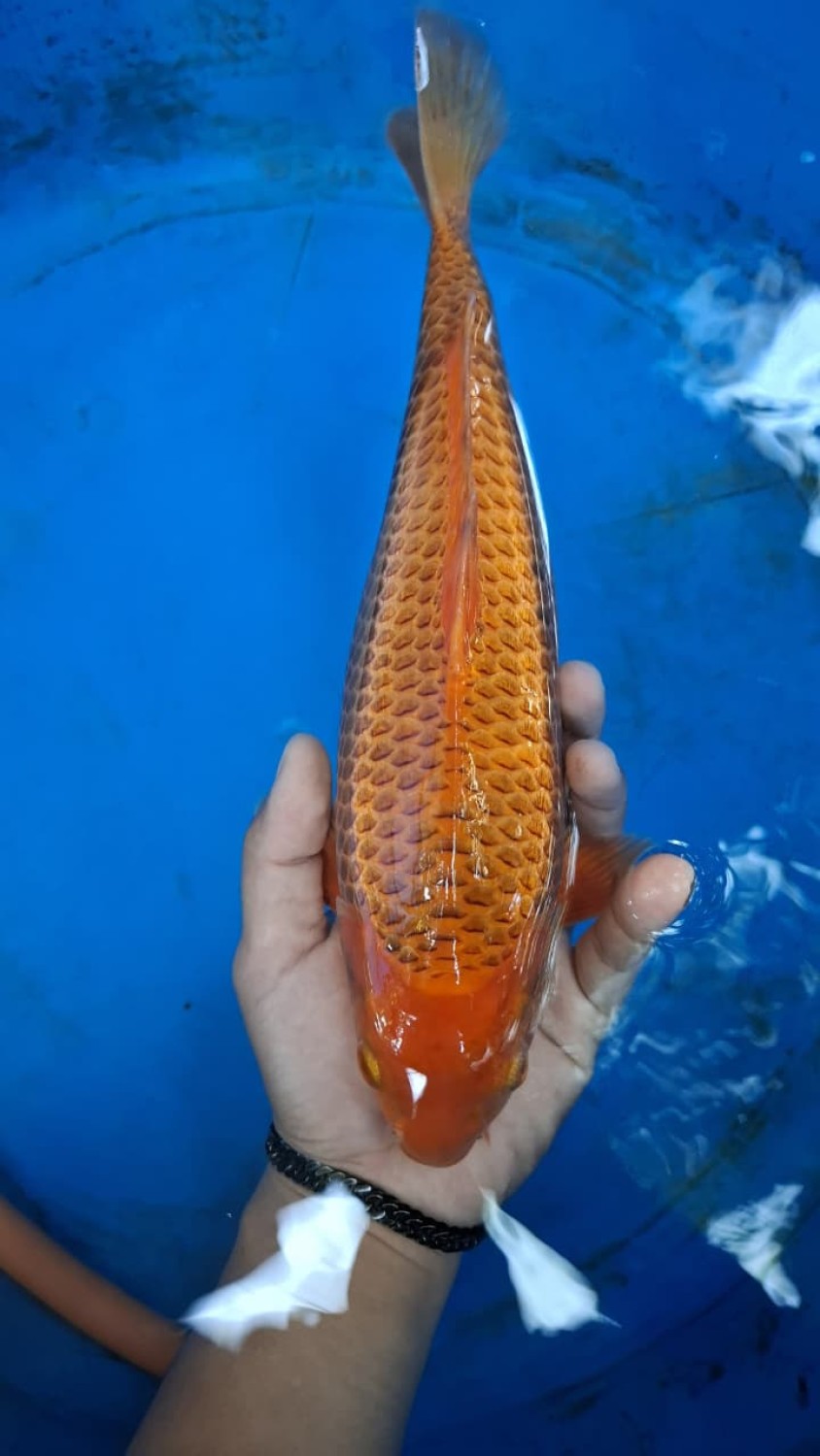 Juara 3