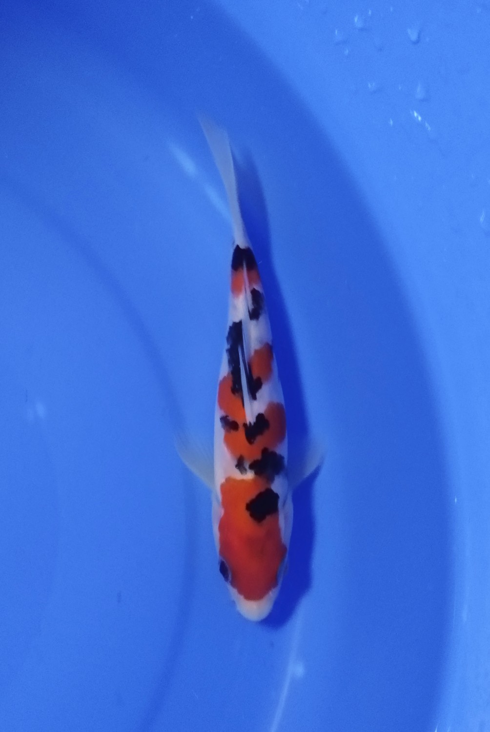 Best In Size A 13 - 15 cm