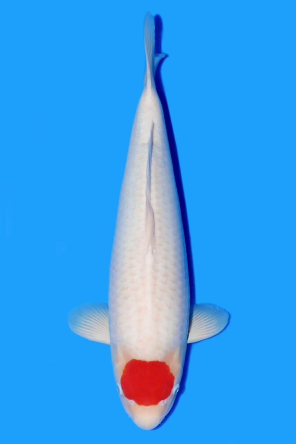 Juara 1