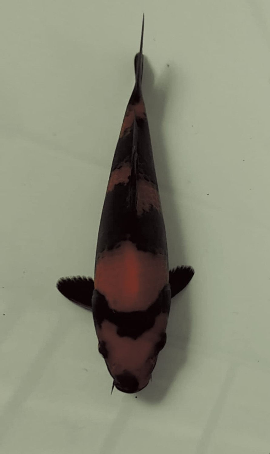 Best In Size D 21 - 25 cm