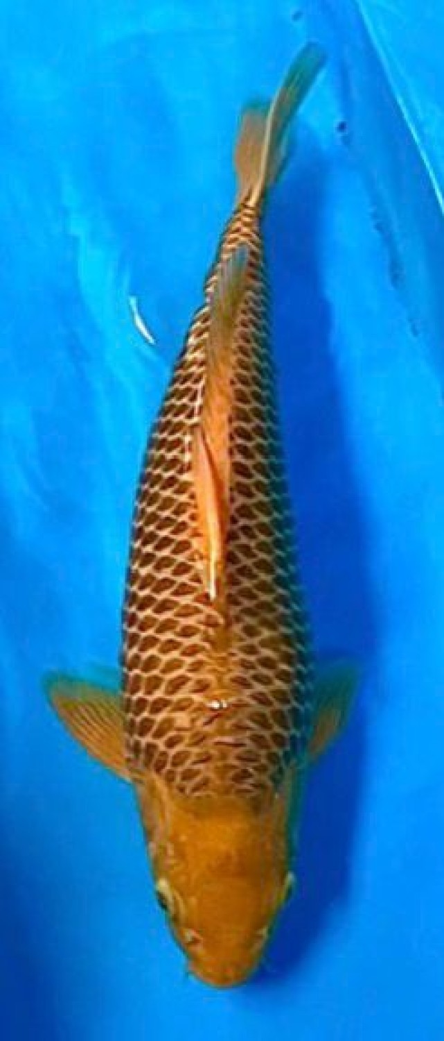 Juara 3