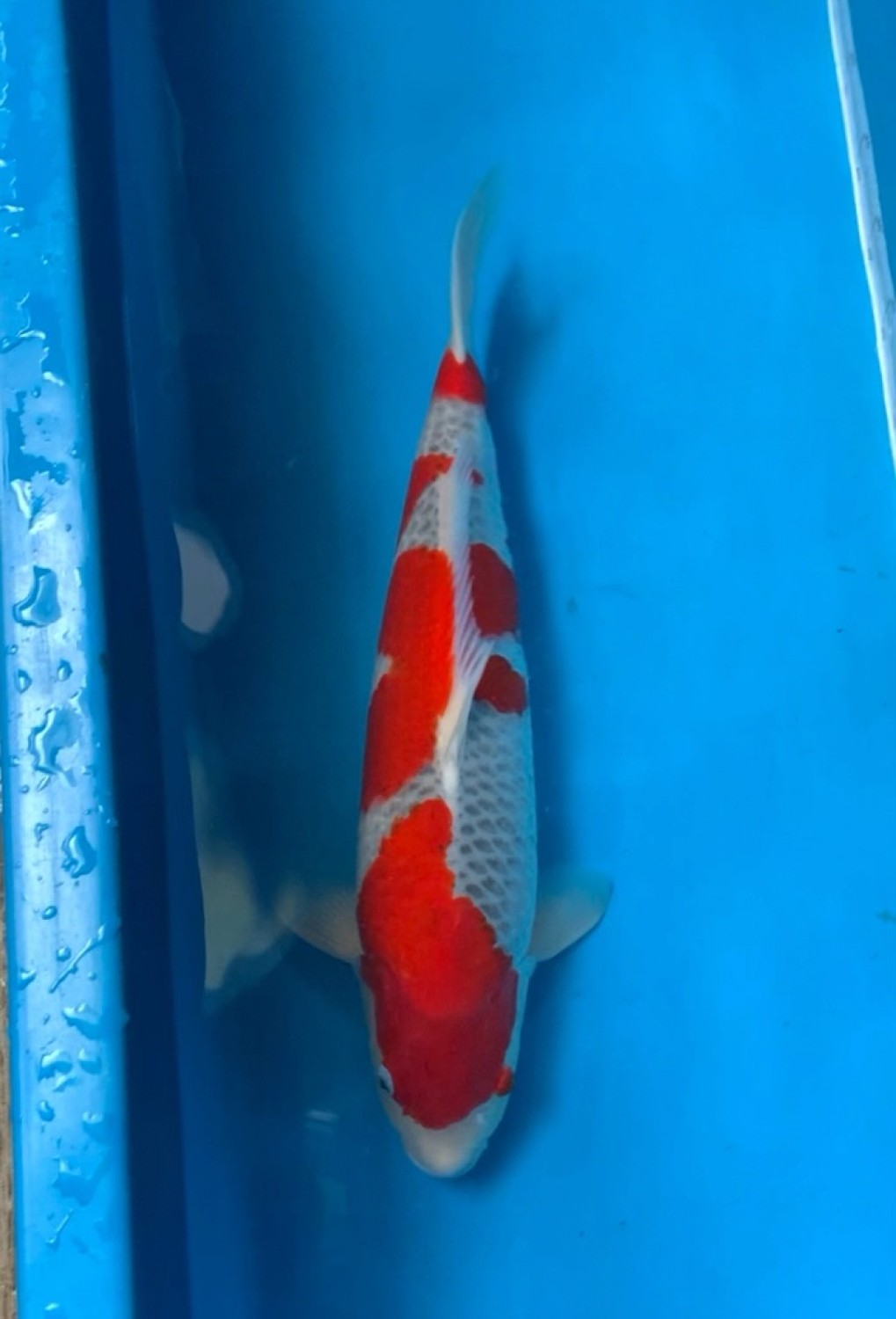 Juara 1