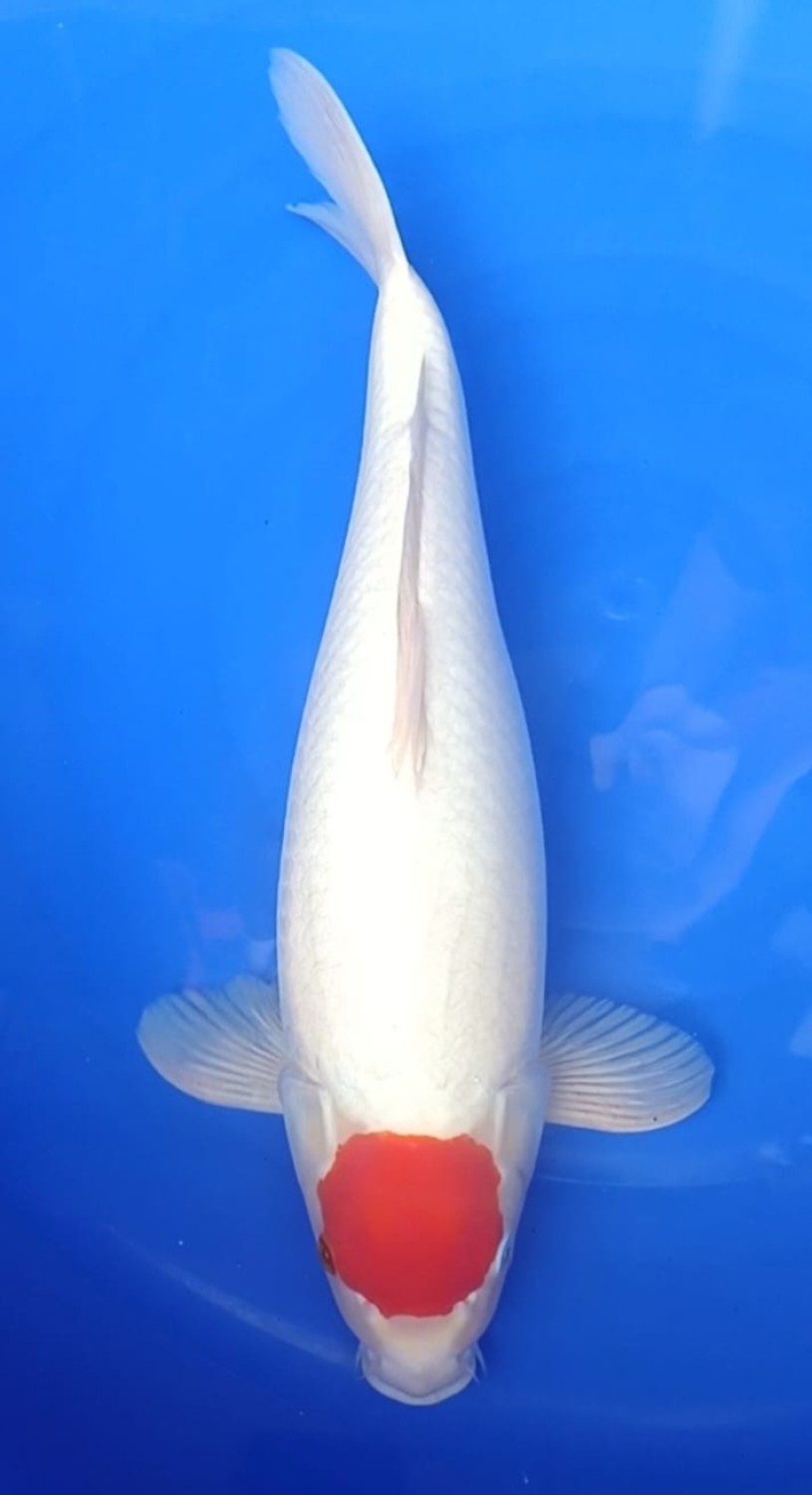 Juara 1