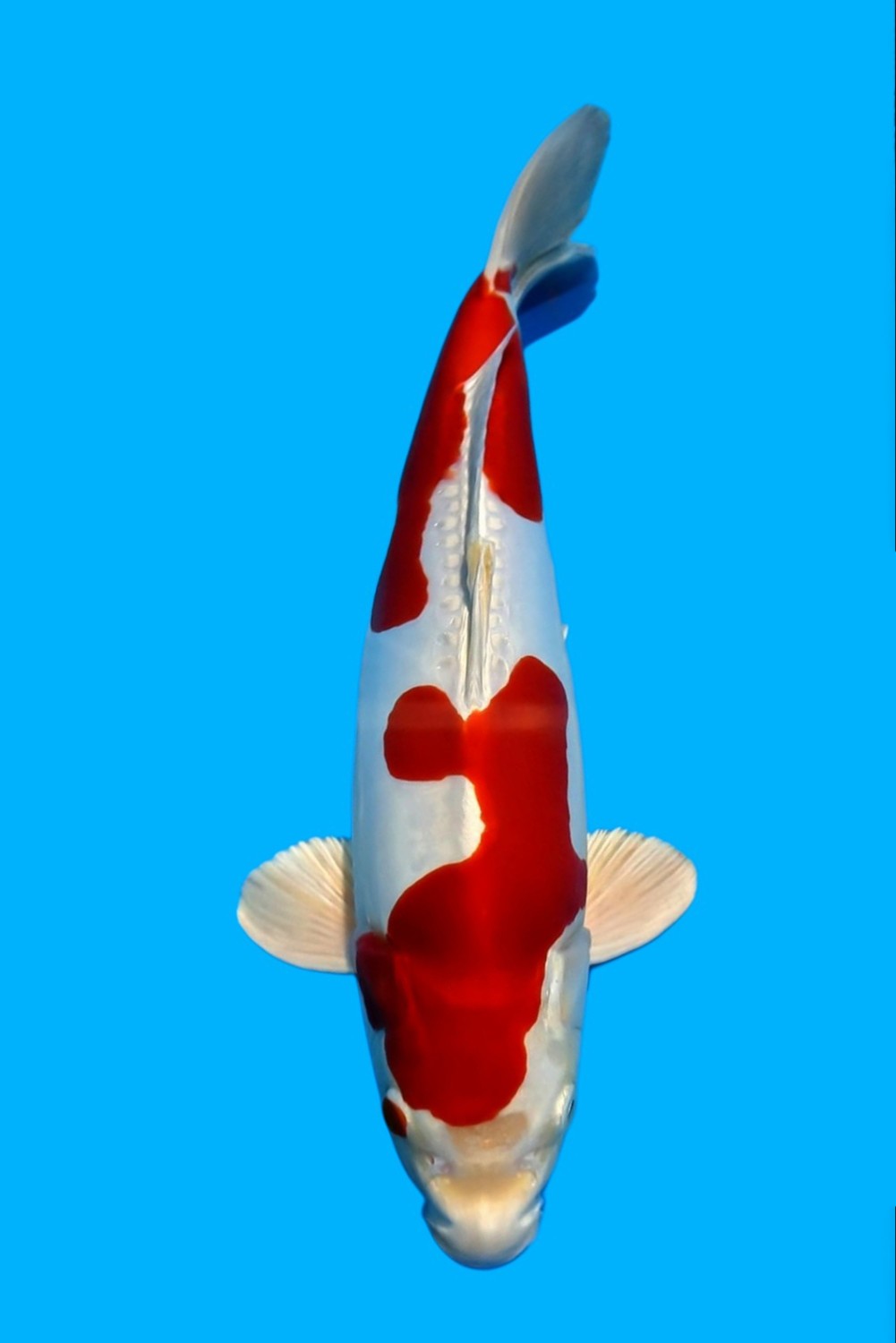 Juara 1