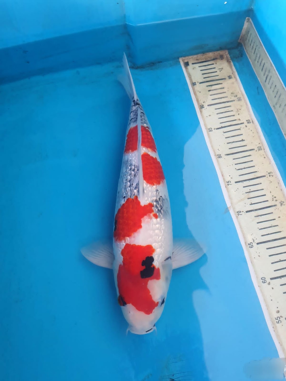 Best In Size F 41 - 45 cm