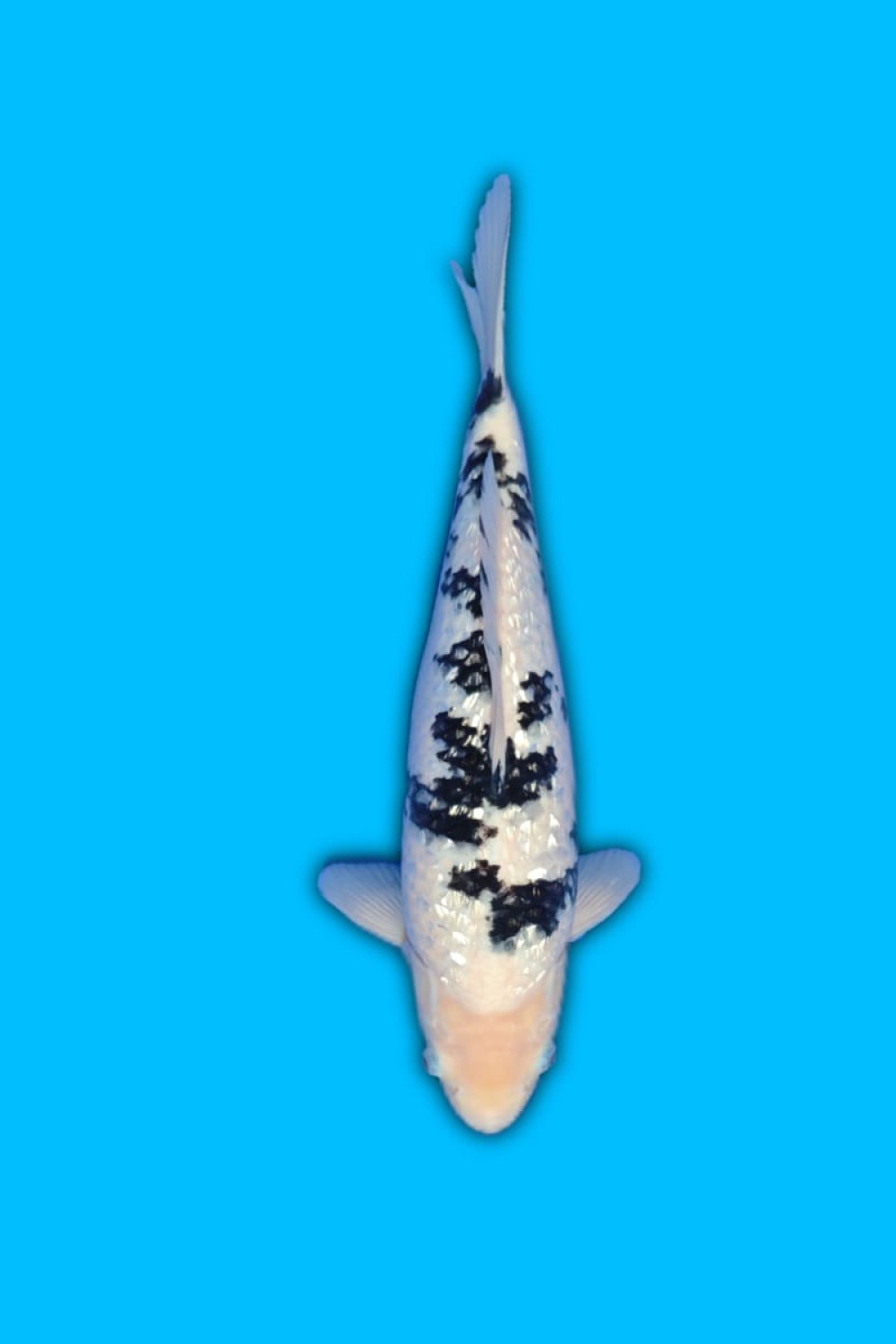 Juara 4
