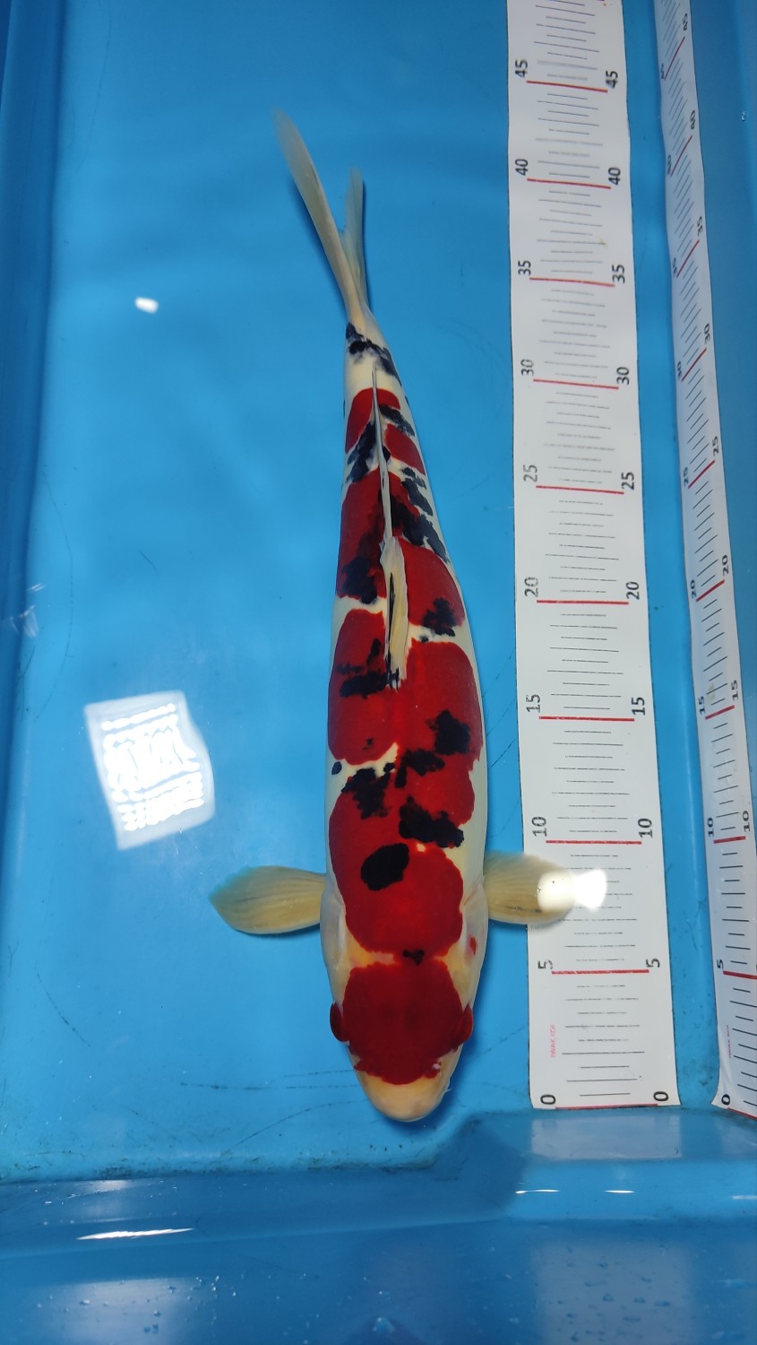 Juara 3