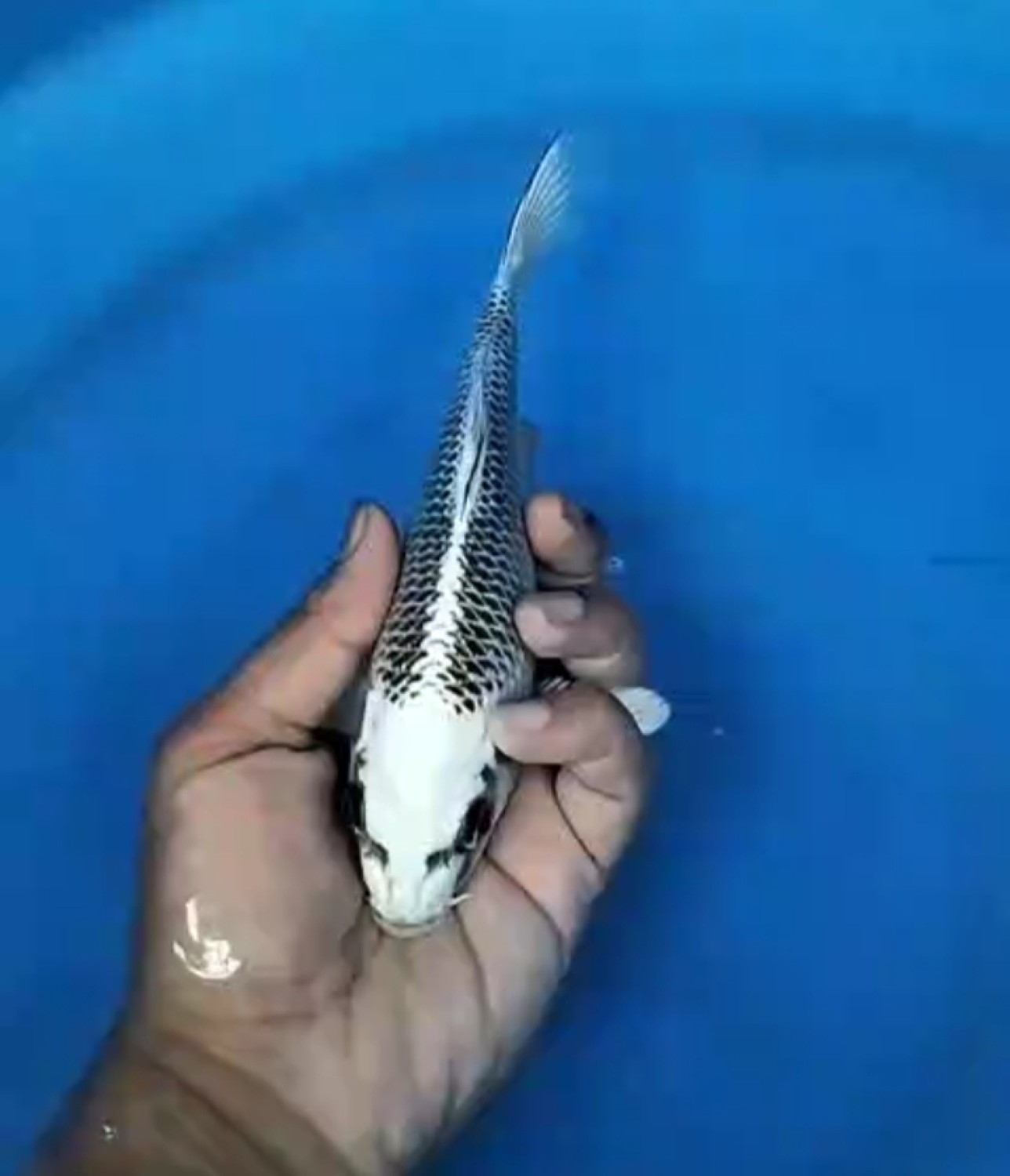 Juara 2