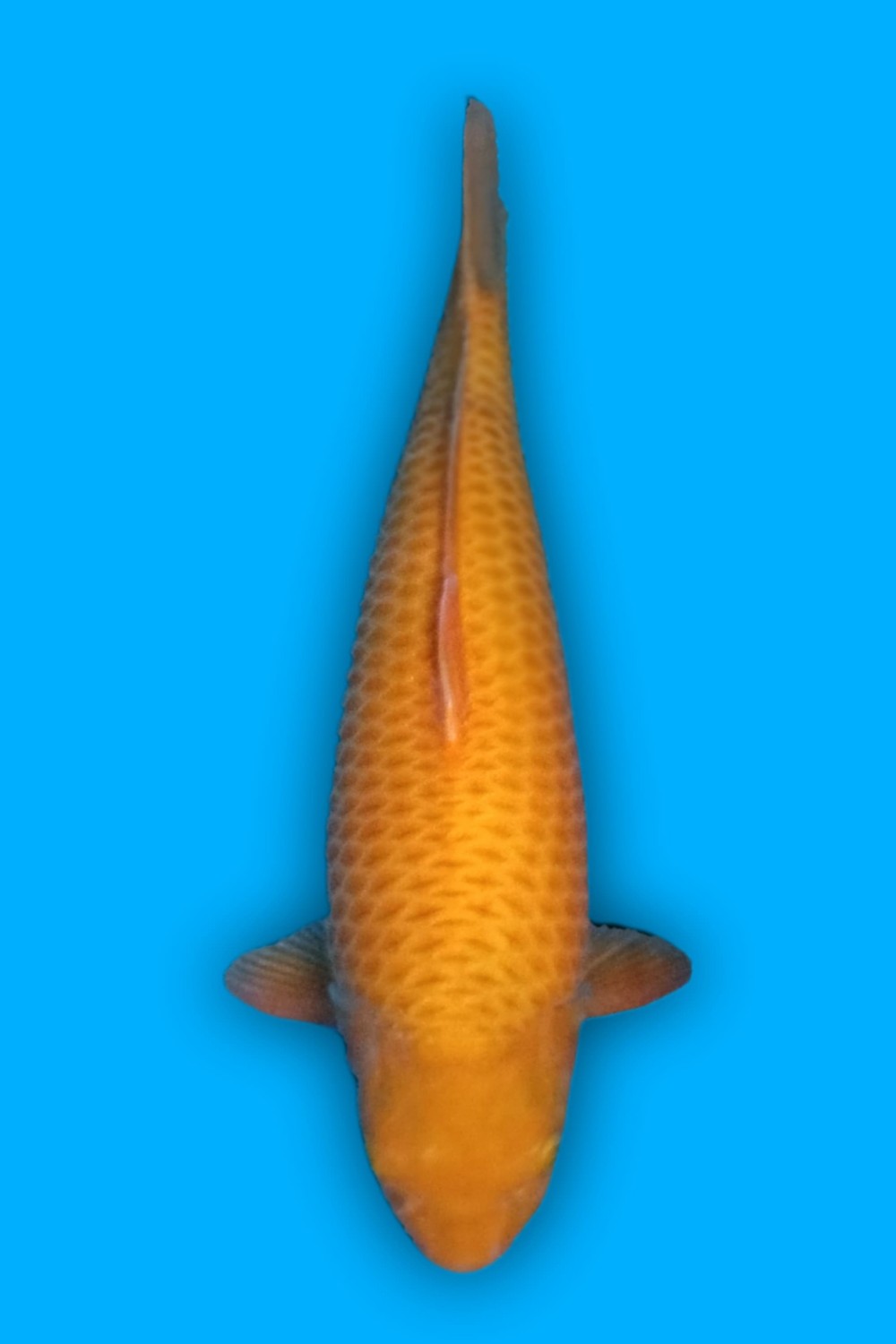 Juara 2