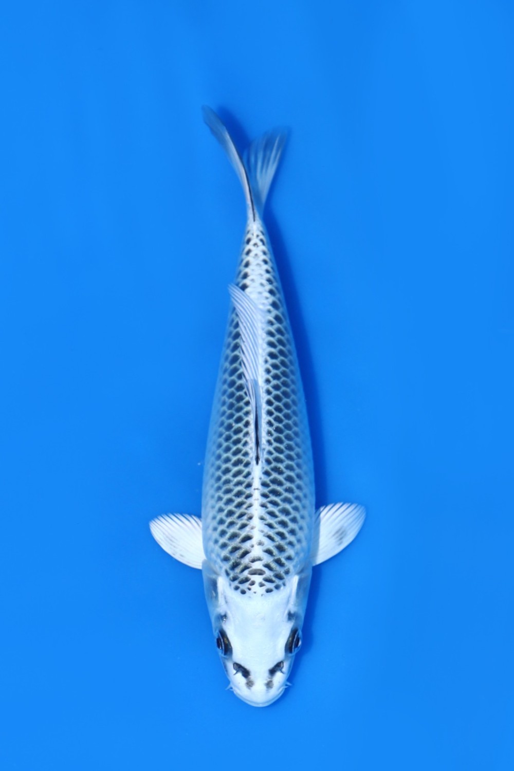 Juara 3