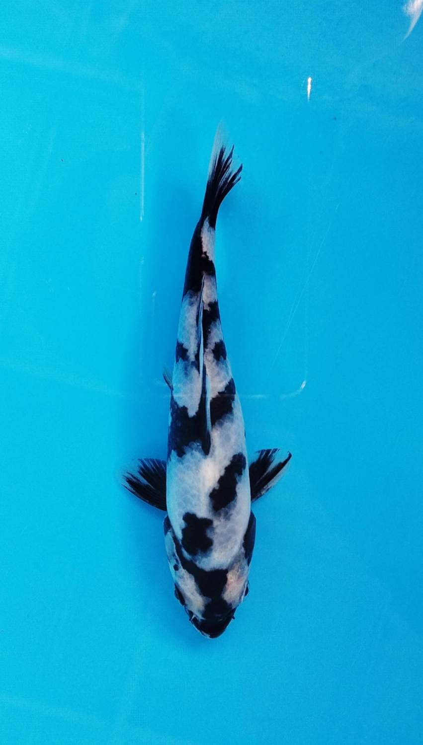 Juara 5