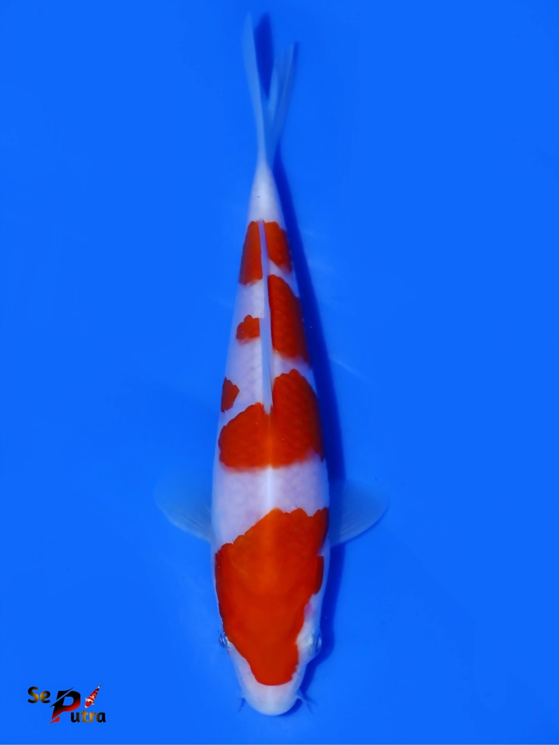 Juara 1