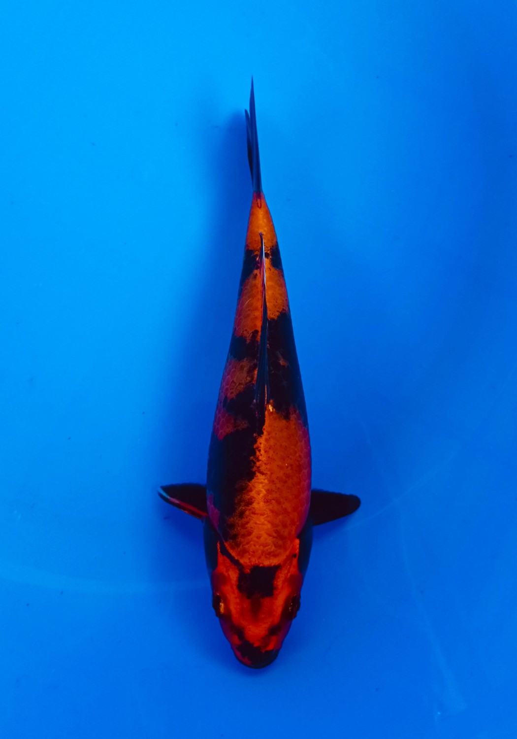Juara 1