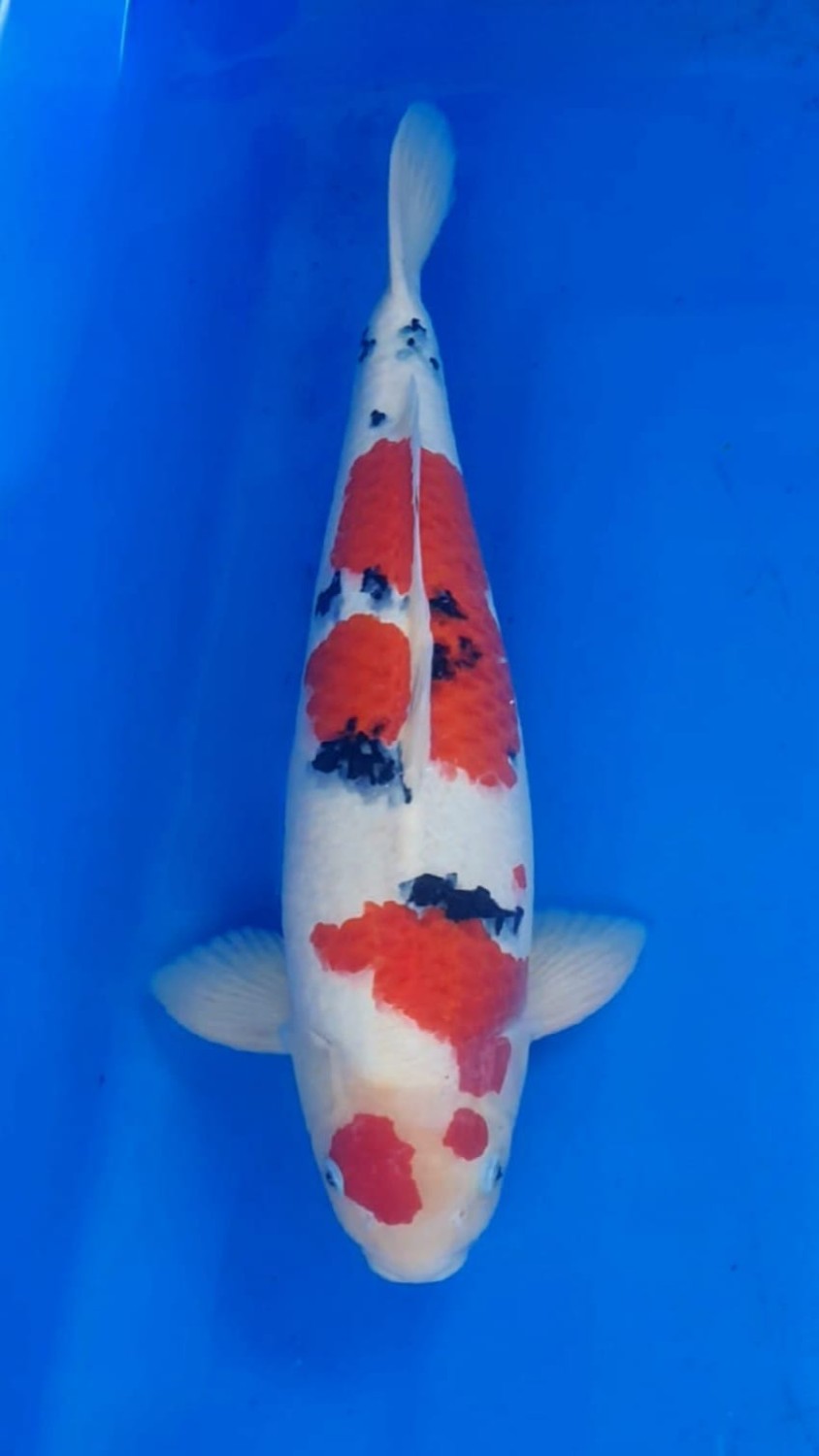 Juara 1