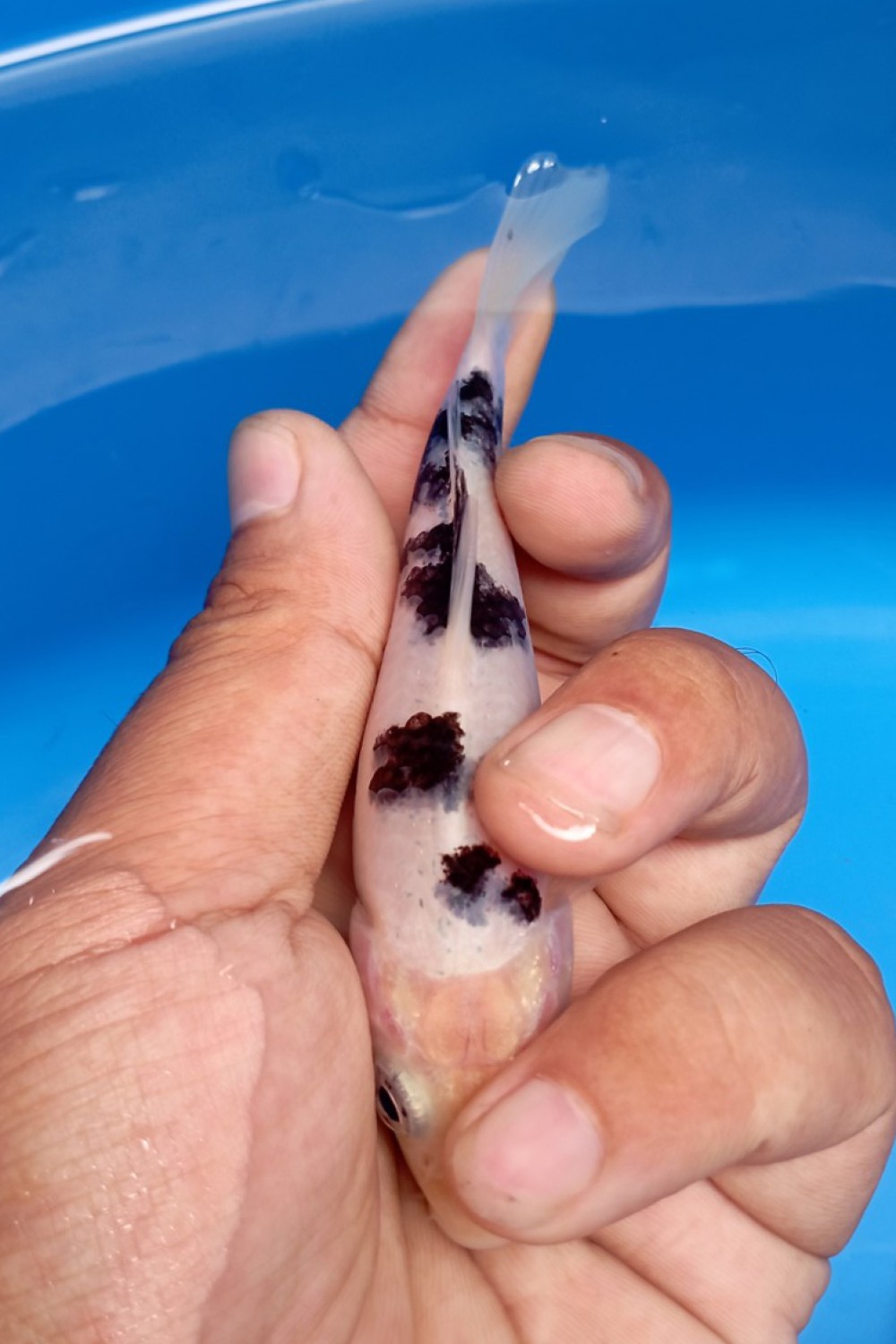 Juara 2