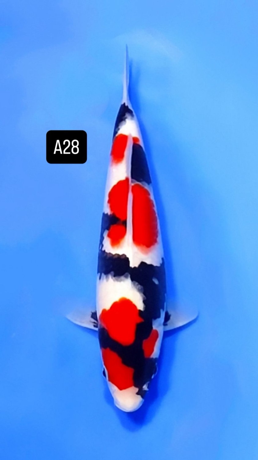Best In Size A 26 - 30 cm
