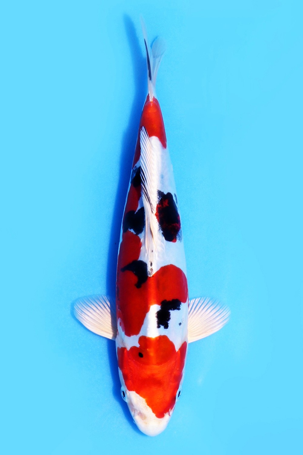 Juara 3
