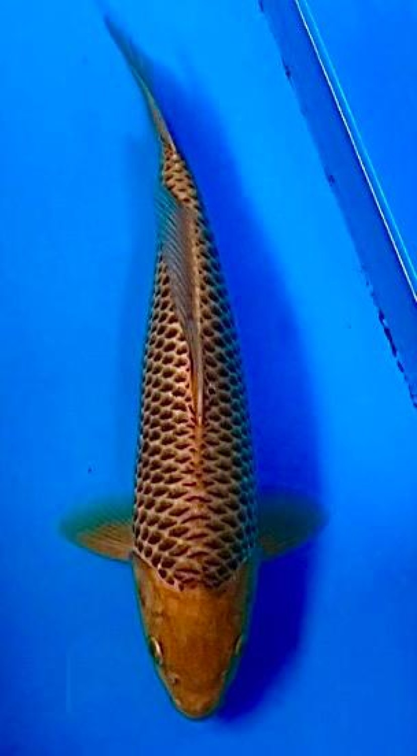 Juara 1