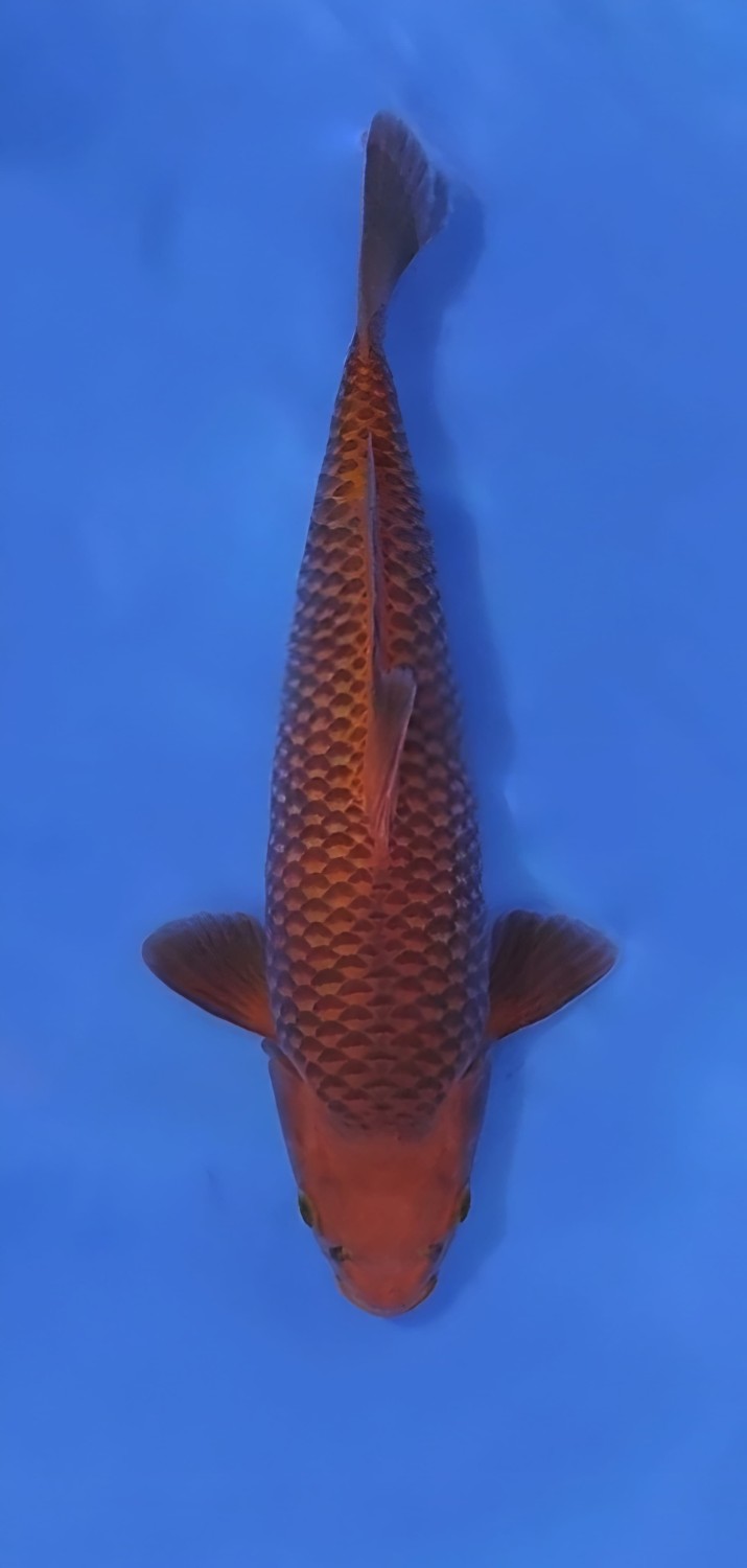 Juara 2