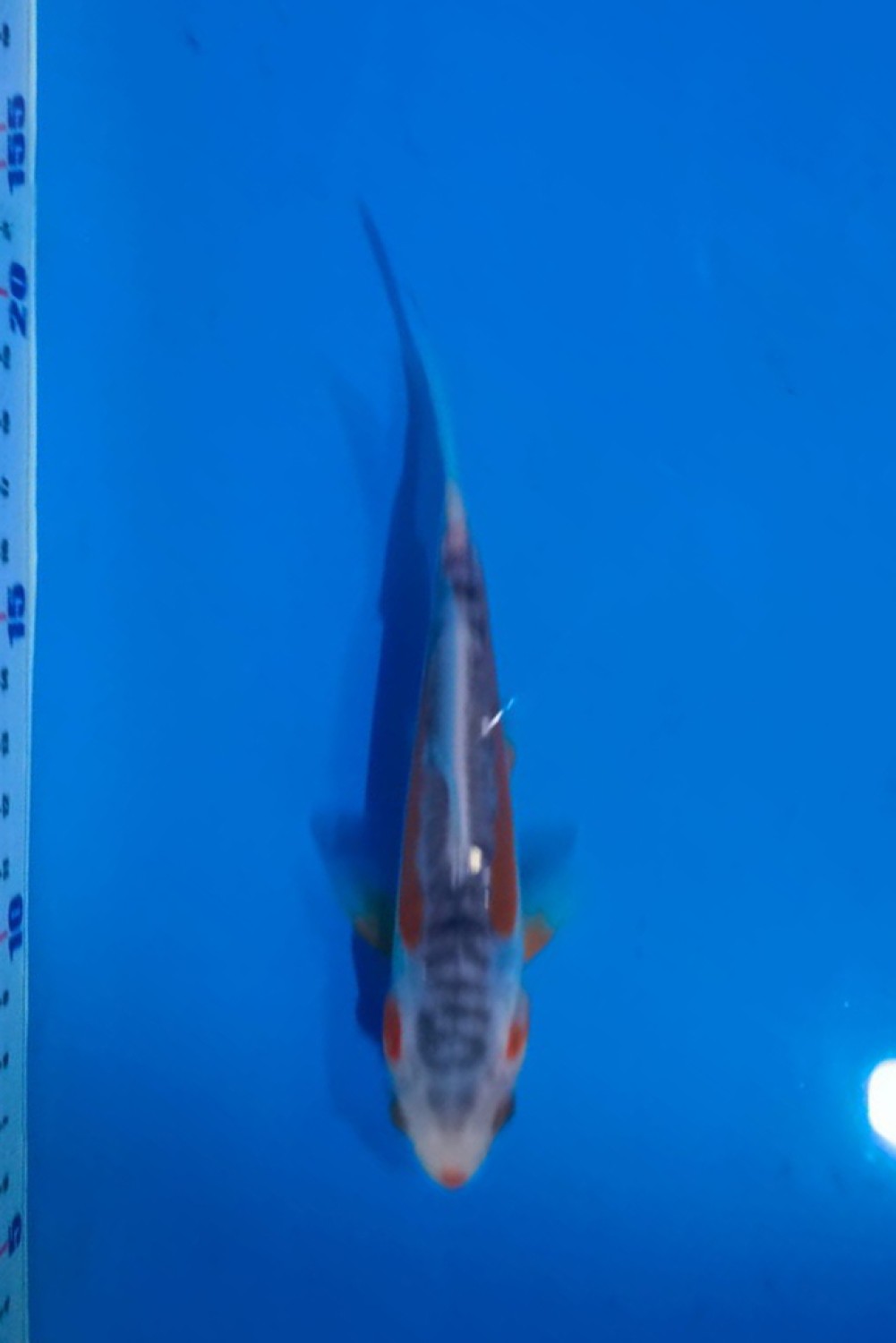 Juara 5