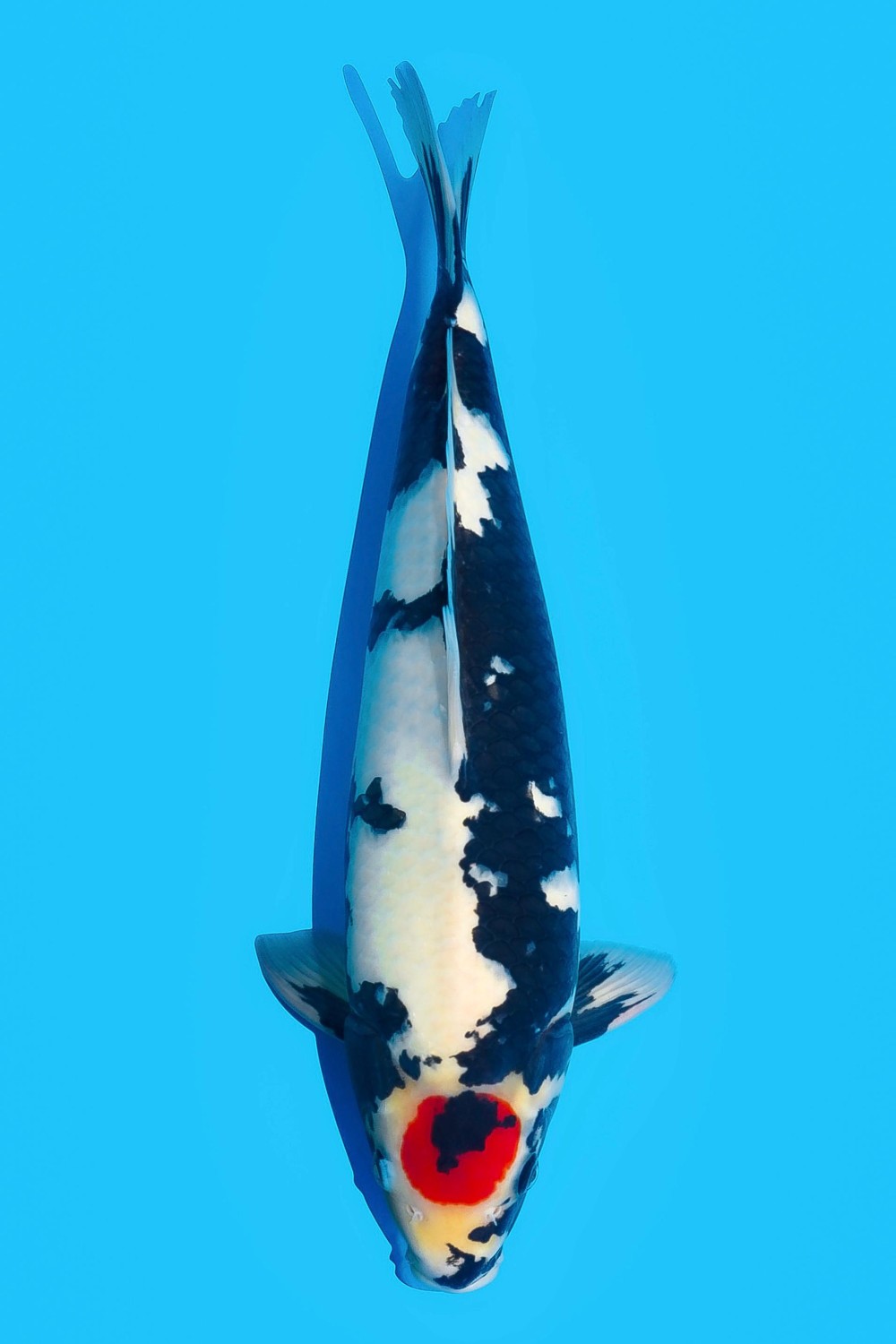 Juara 2