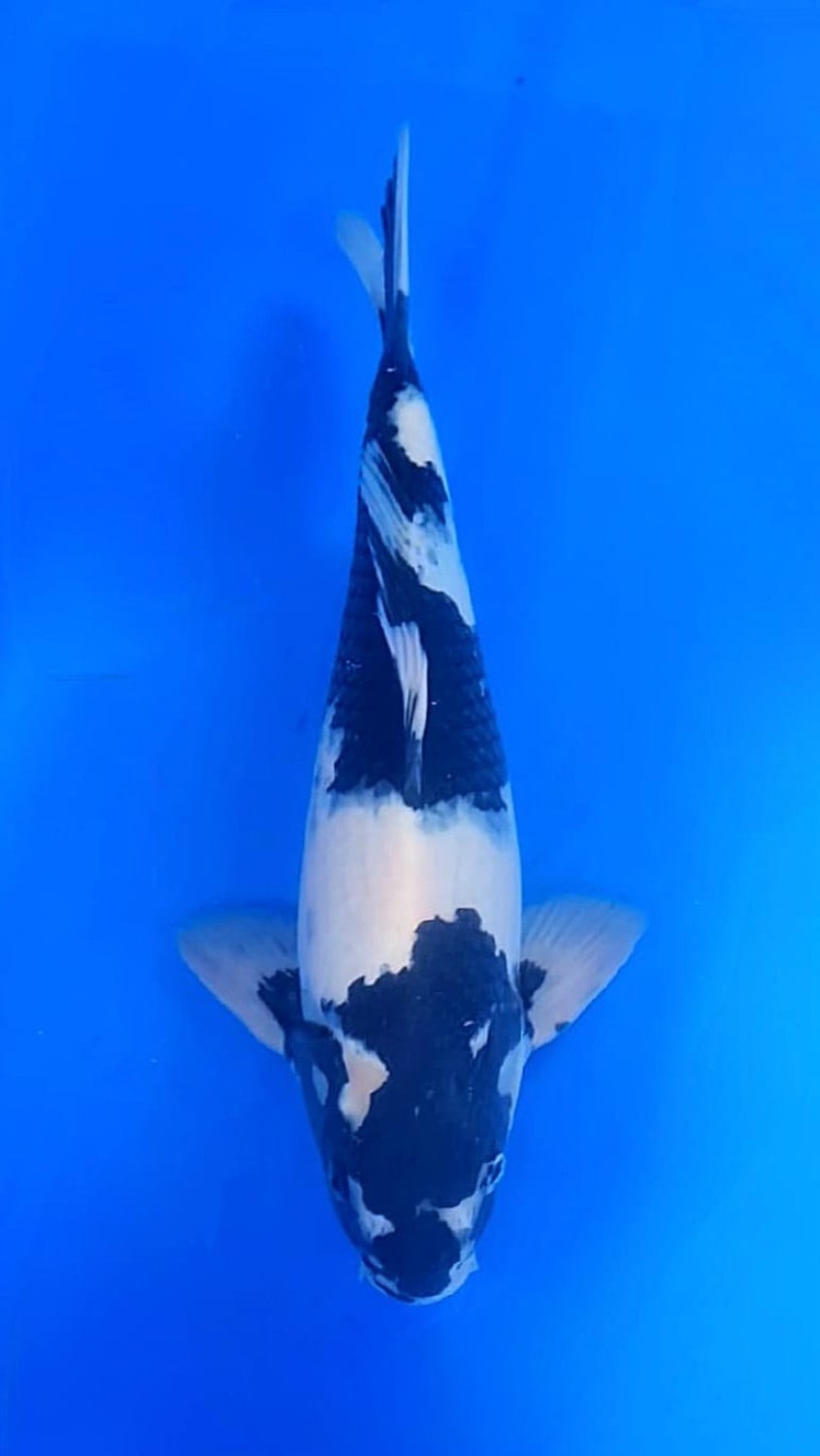Juara 2