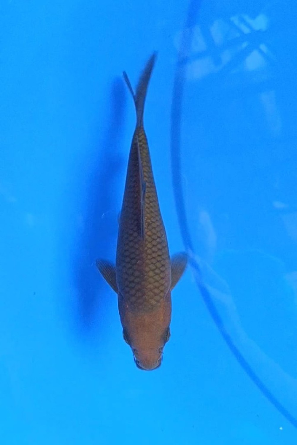 Juara 2