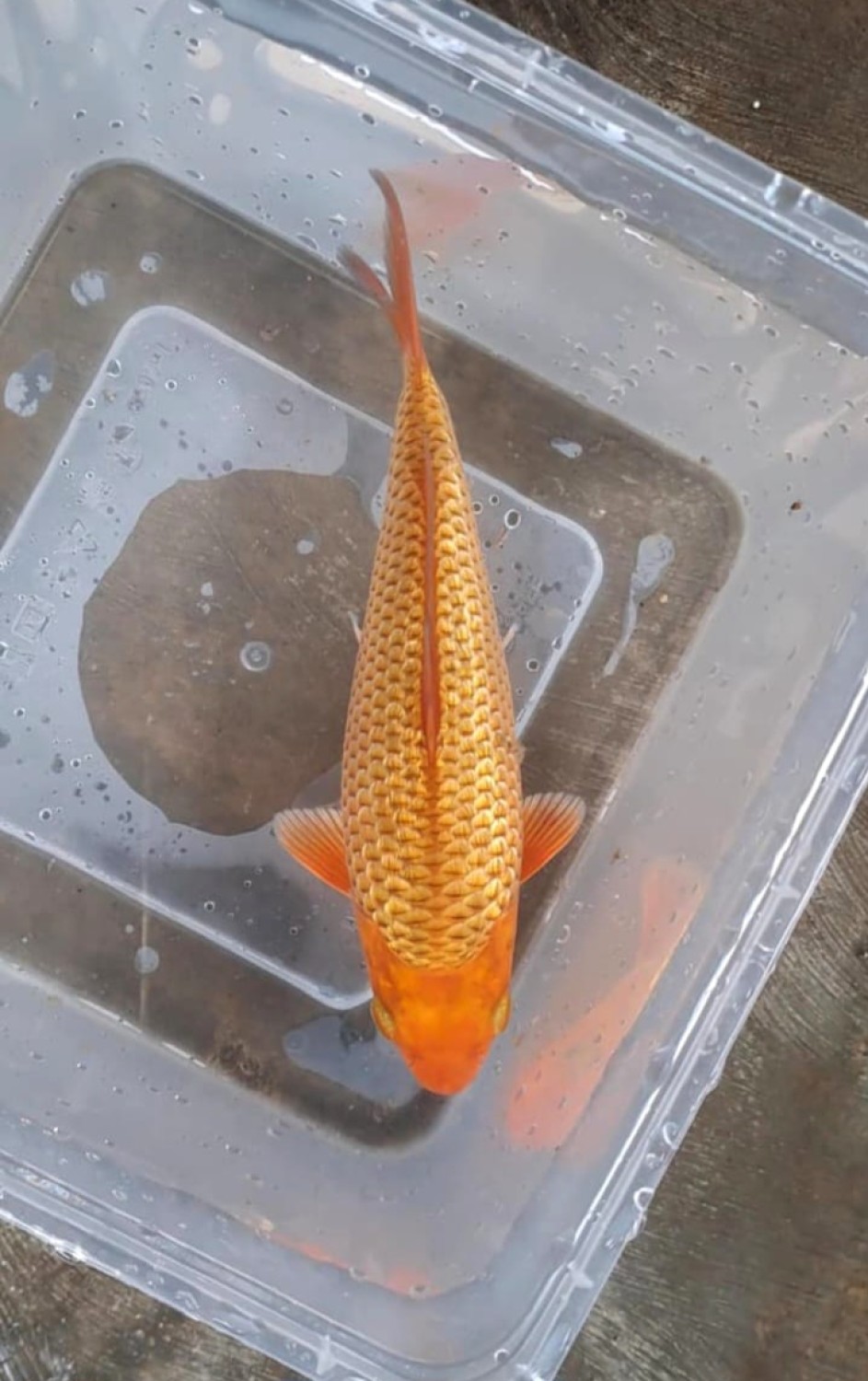 Juara 3