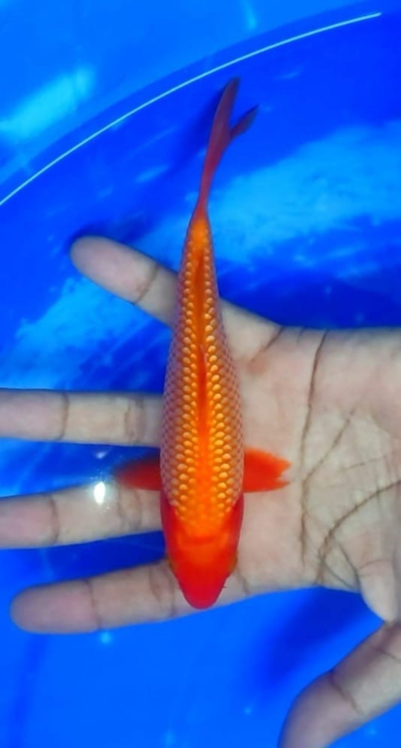 Juara 1