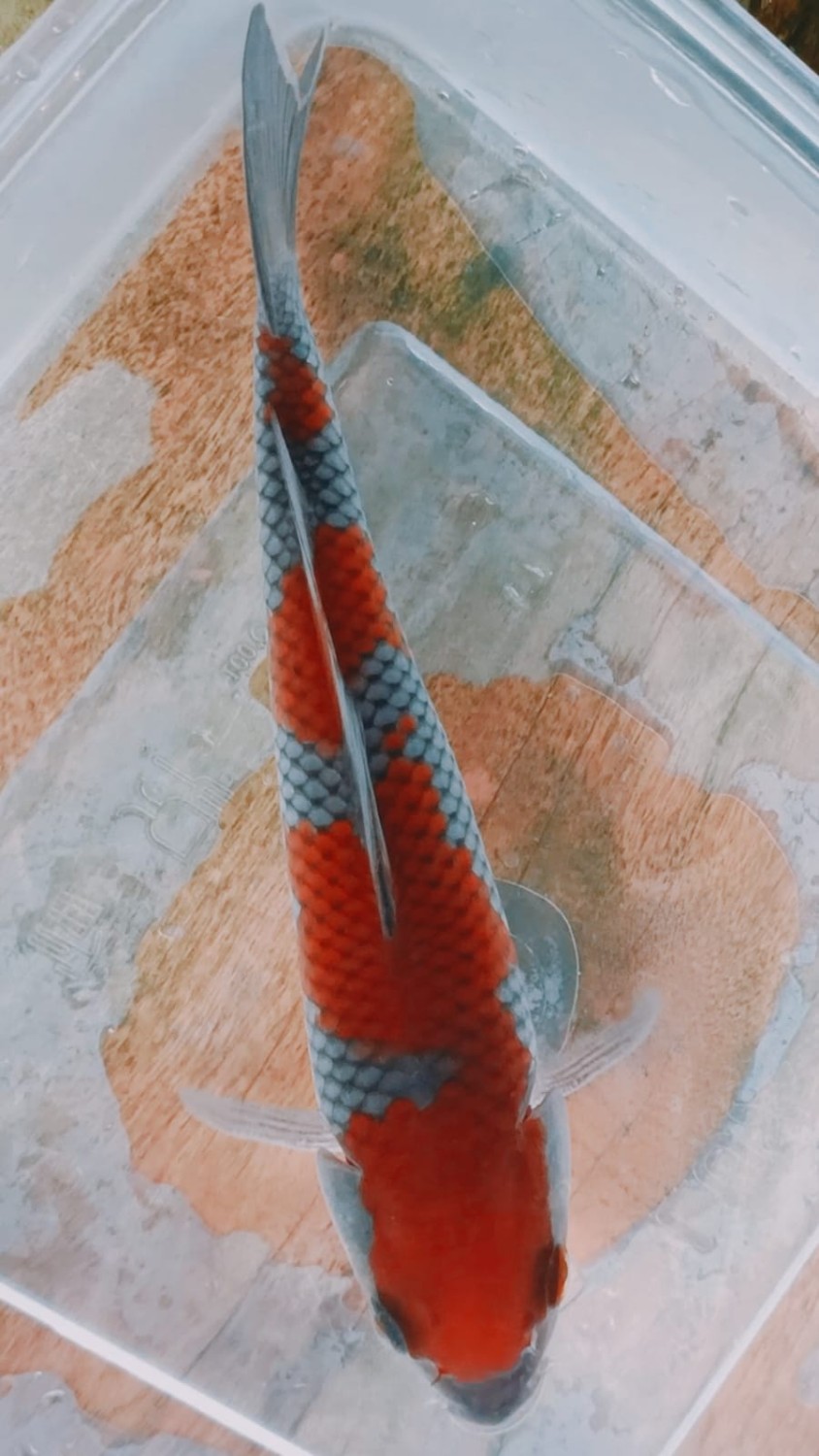 Juara 2
