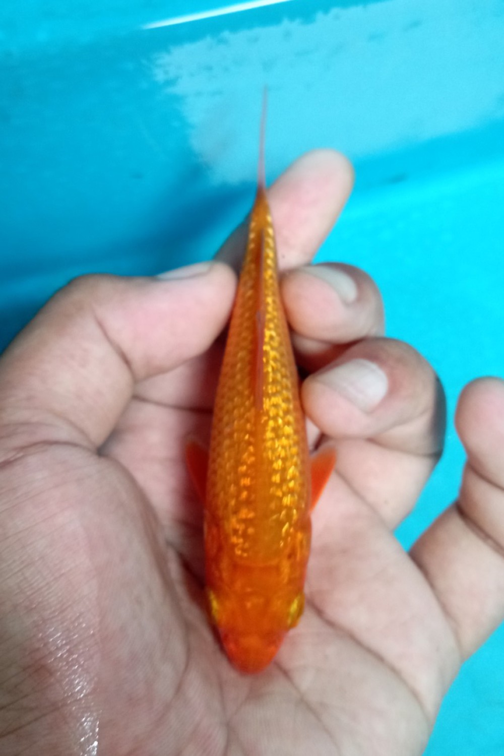 Juara 2
