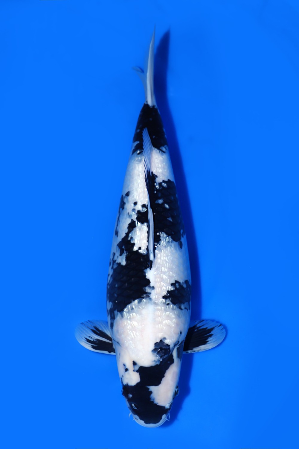 Juara 2