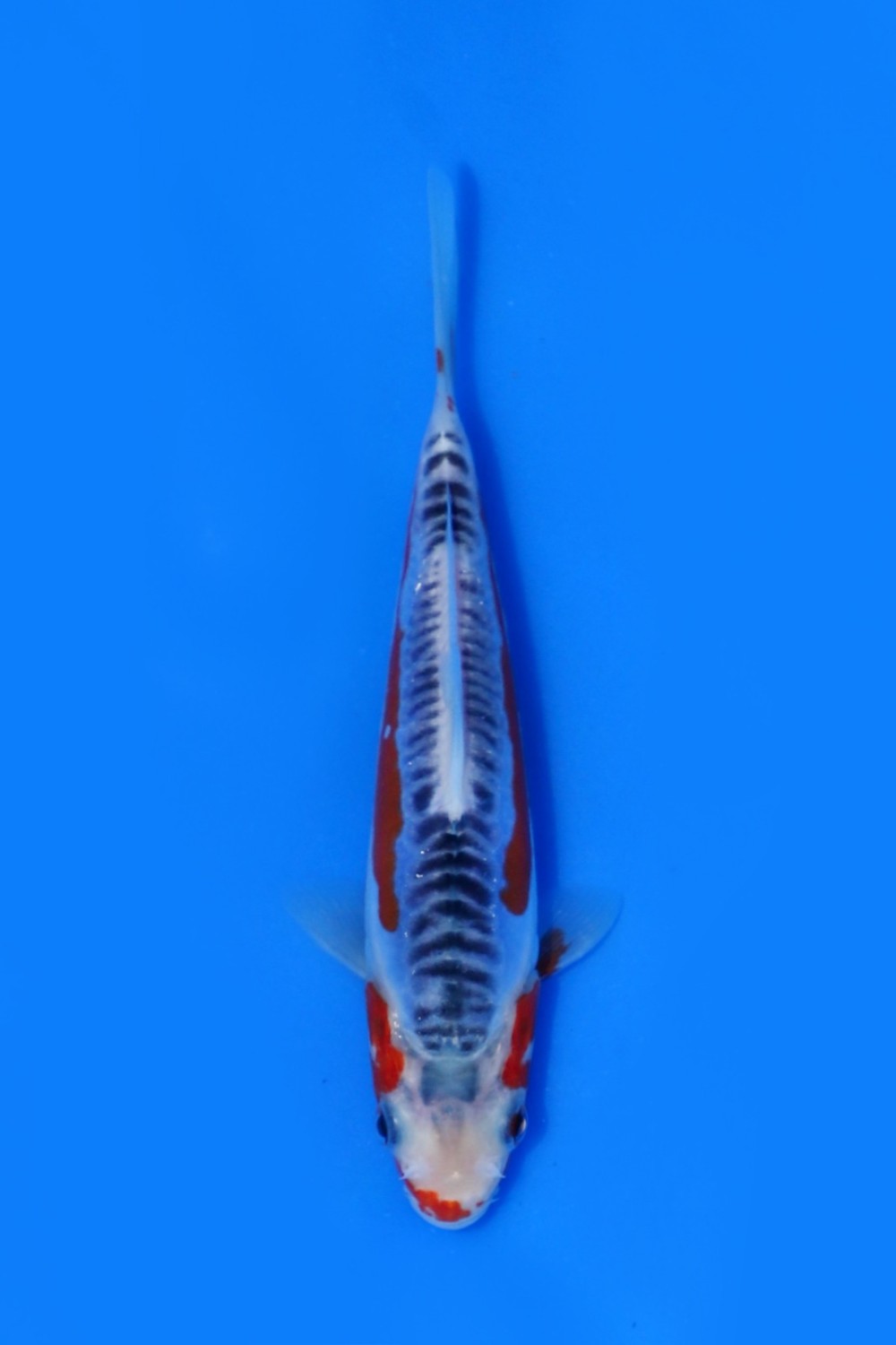 Juara 1