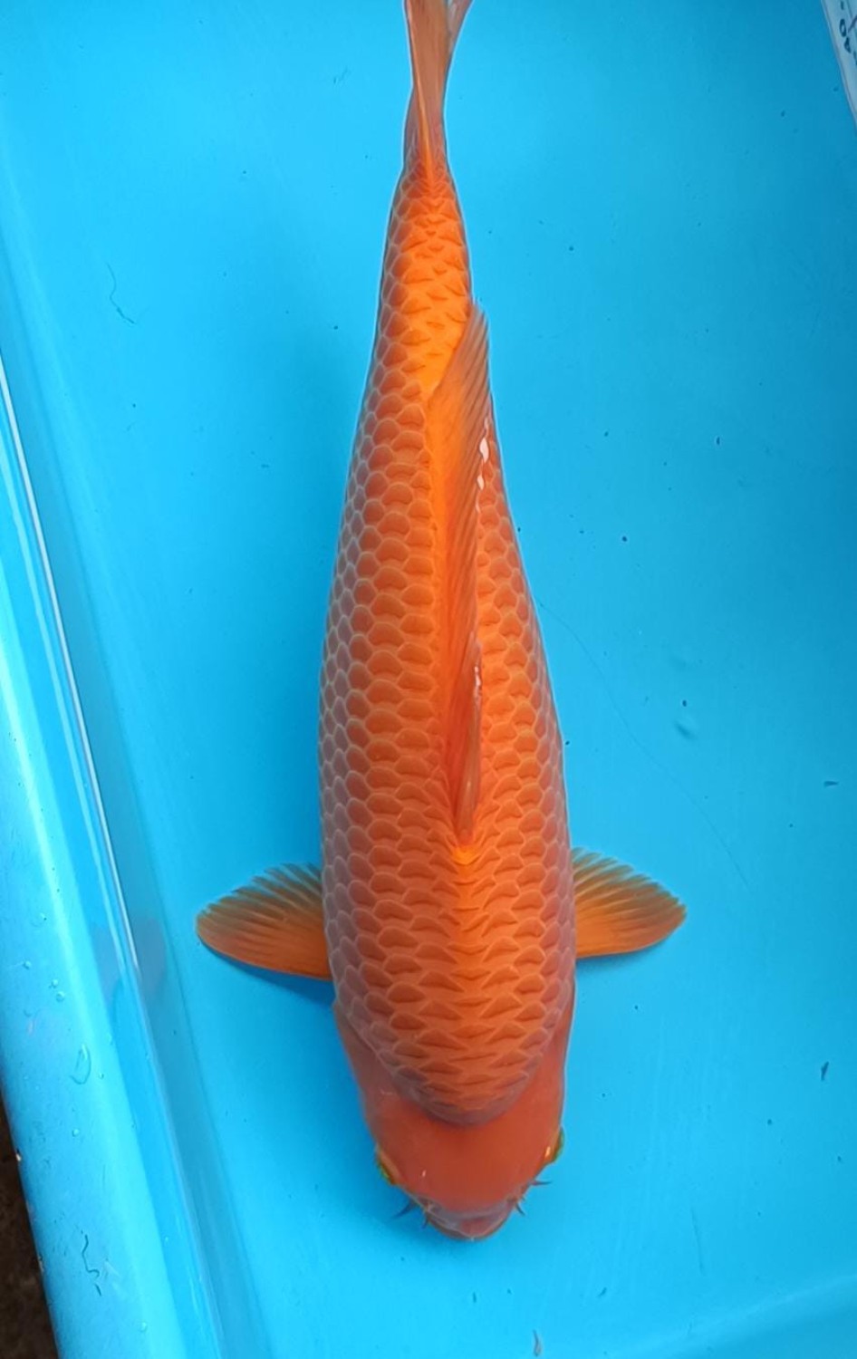 Best In Size E 36 - 40 cm