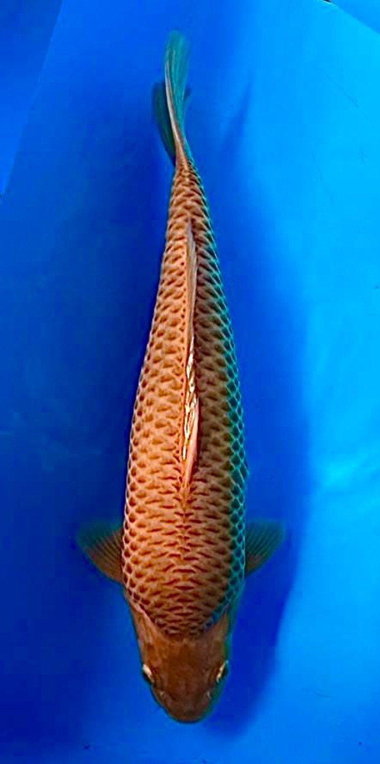 Juara 2