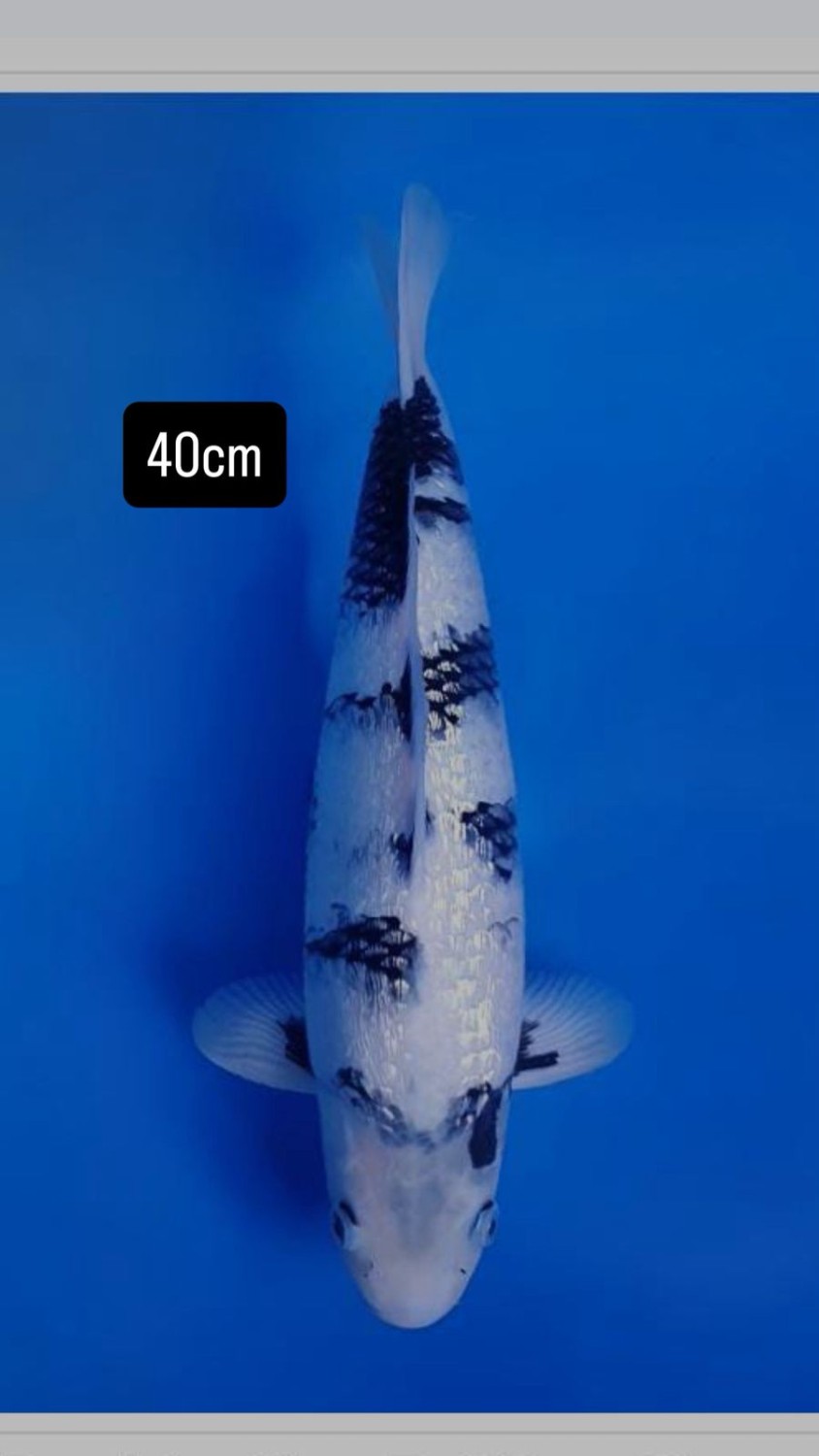 Best In Size F 36 - 40 cm