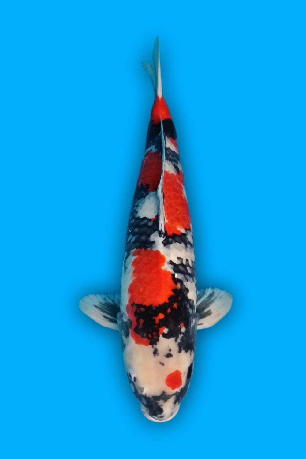 Juara 2